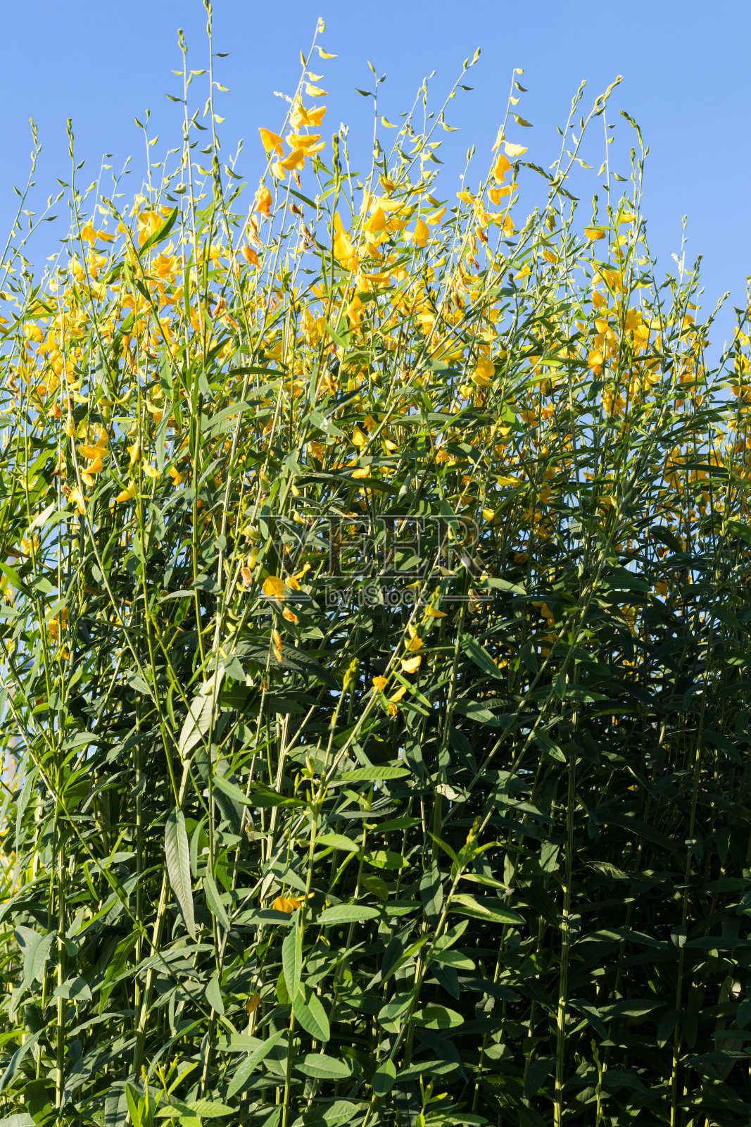 狗尾草花对着天空。照片摄影图片