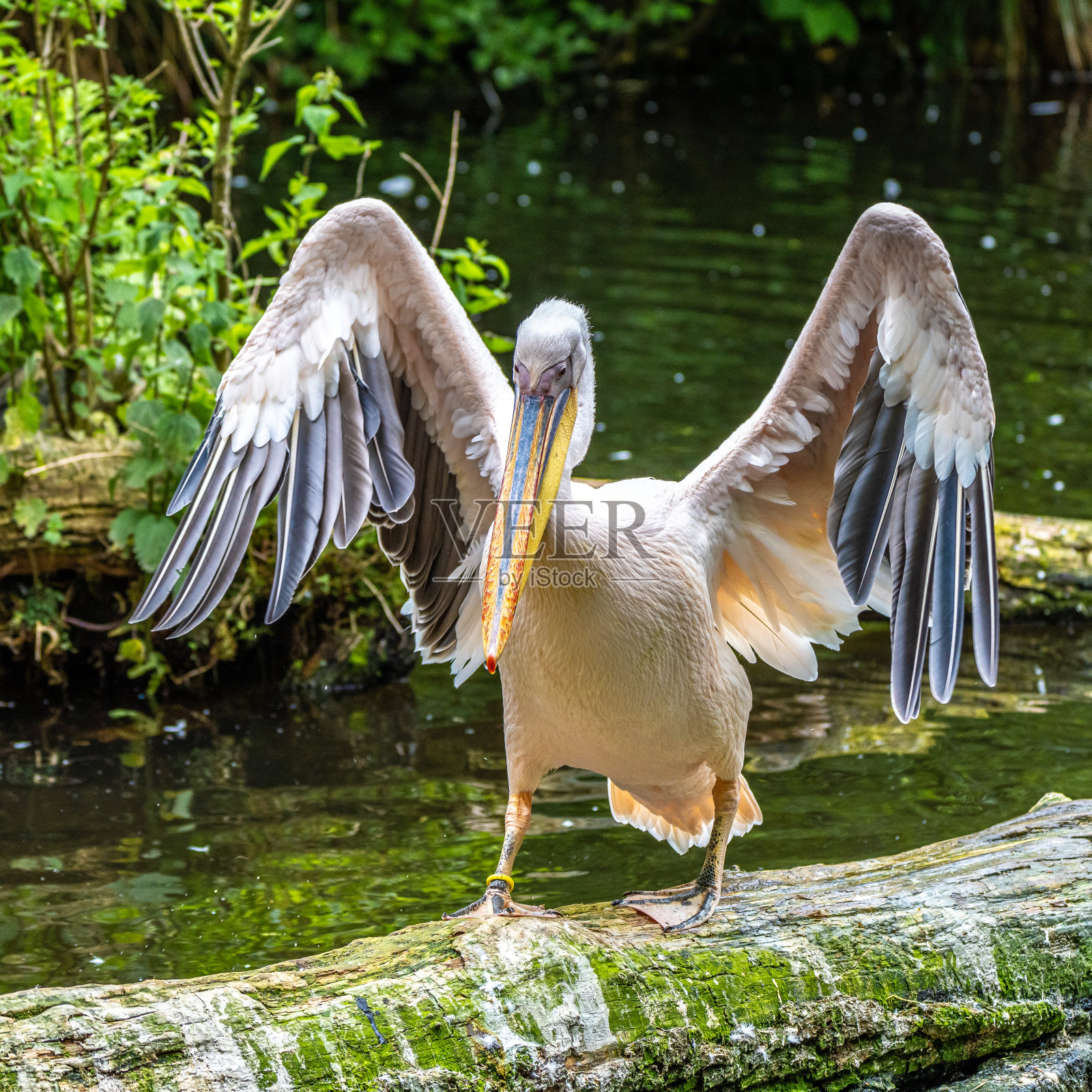 公园里的白鹈鹕照片摄影图片