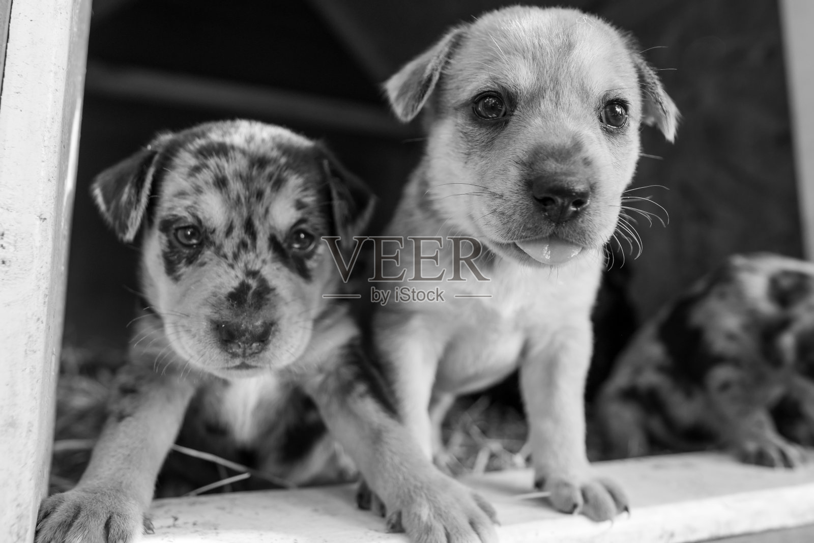 最可爱的拉布拉多混血小狗在狗屋里玩耍照片摄影图片