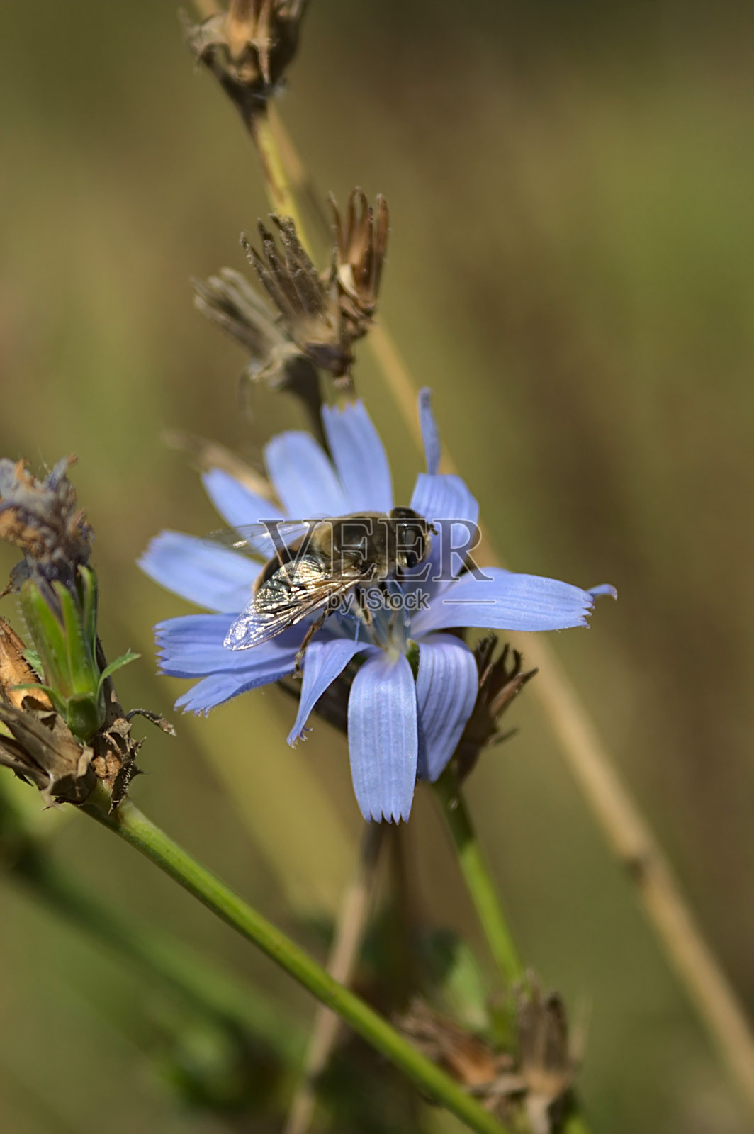 一只蜜蜂正在一朵蓝色菊苣花上工作照片摄影图片