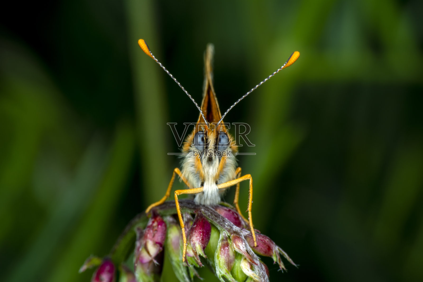微距镜头，美丽的蝴蝶照片摄影图片