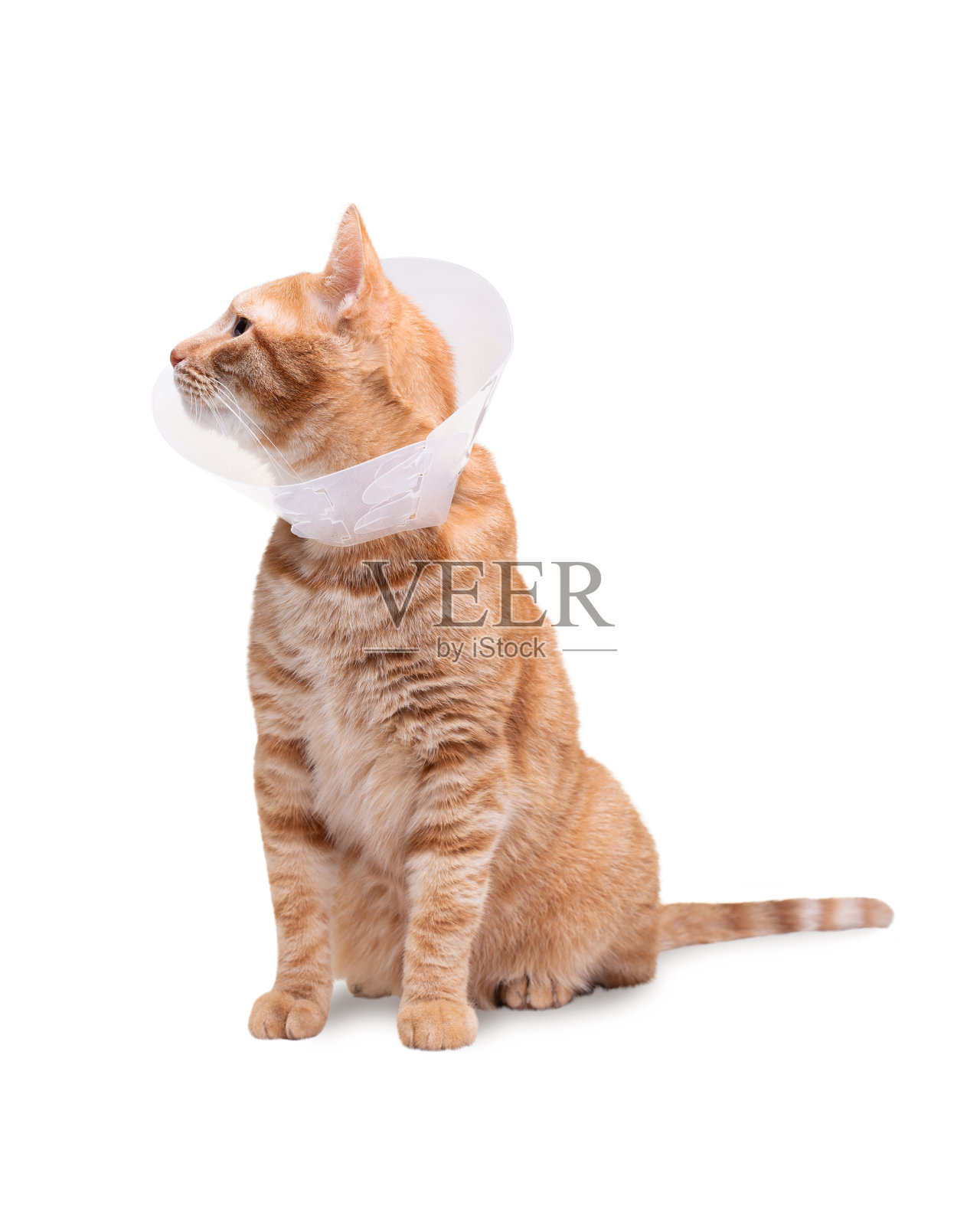 猫戴着一个锥形项圈来保护和防止消毒后舔舐伤口。阉割公猫。生病的猫的概念。白色背景。照片摄影图片