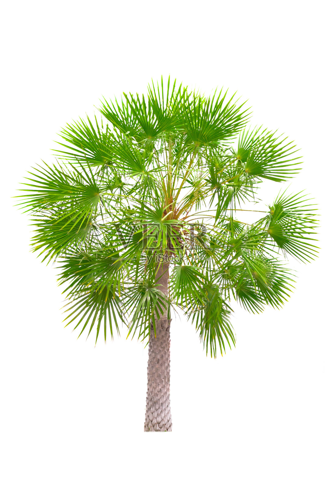 小年轻的糖棕孤立的白色背景照片摄影图片