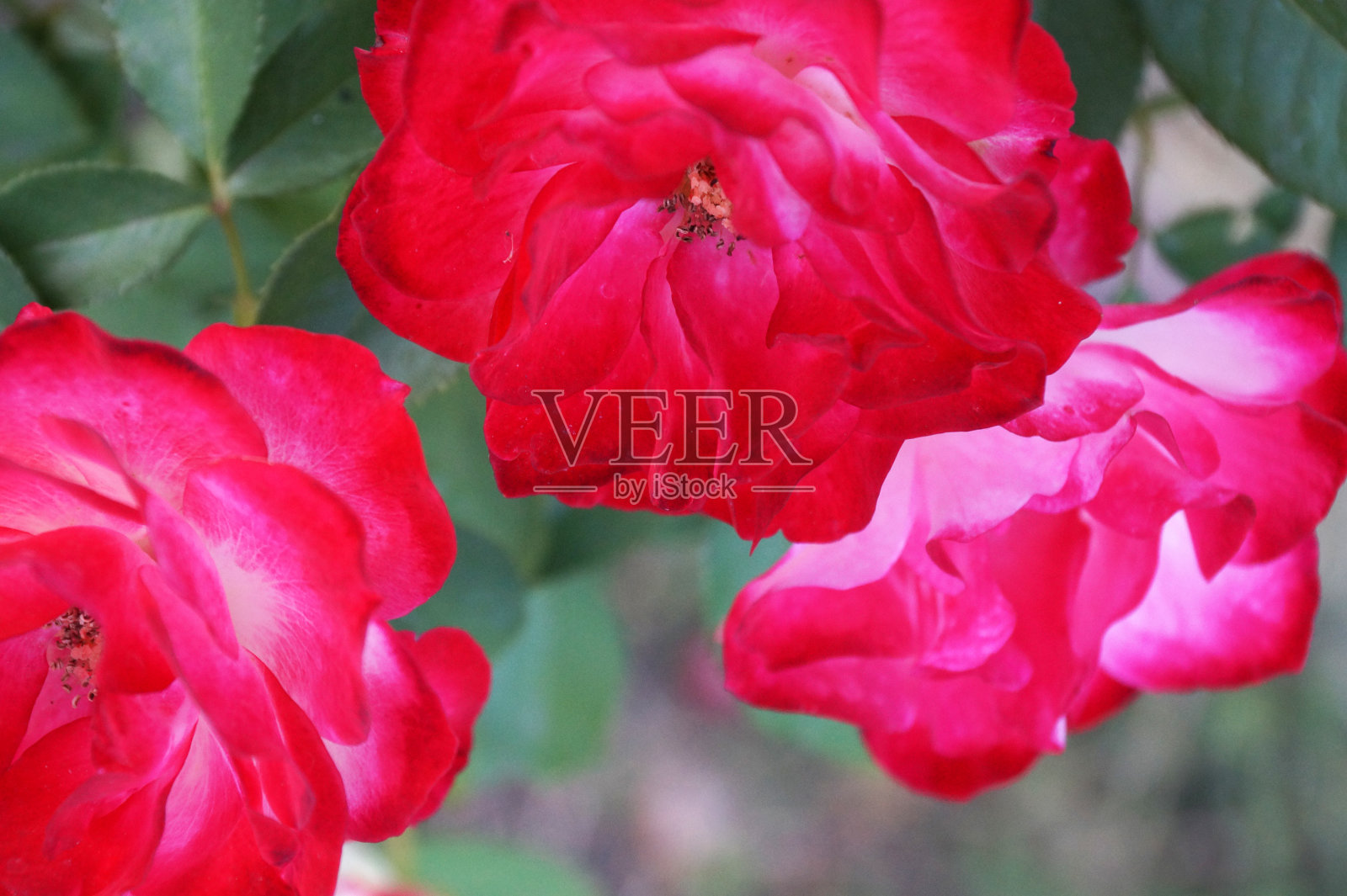 粉红色的花朵靠近自然背景，散景照片摄影图片