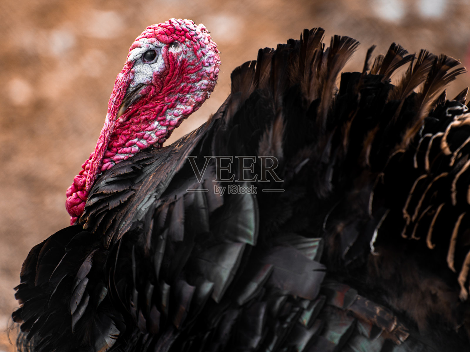 火鸡在自由放养的家禽农场照片摄影图片