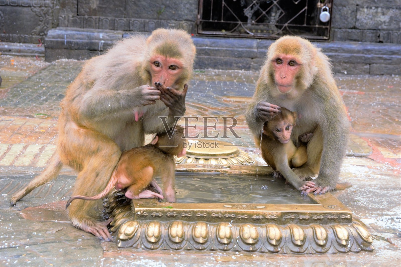 两只猴子和他们的孩子在Swyambhunath饮水照片摄影图片