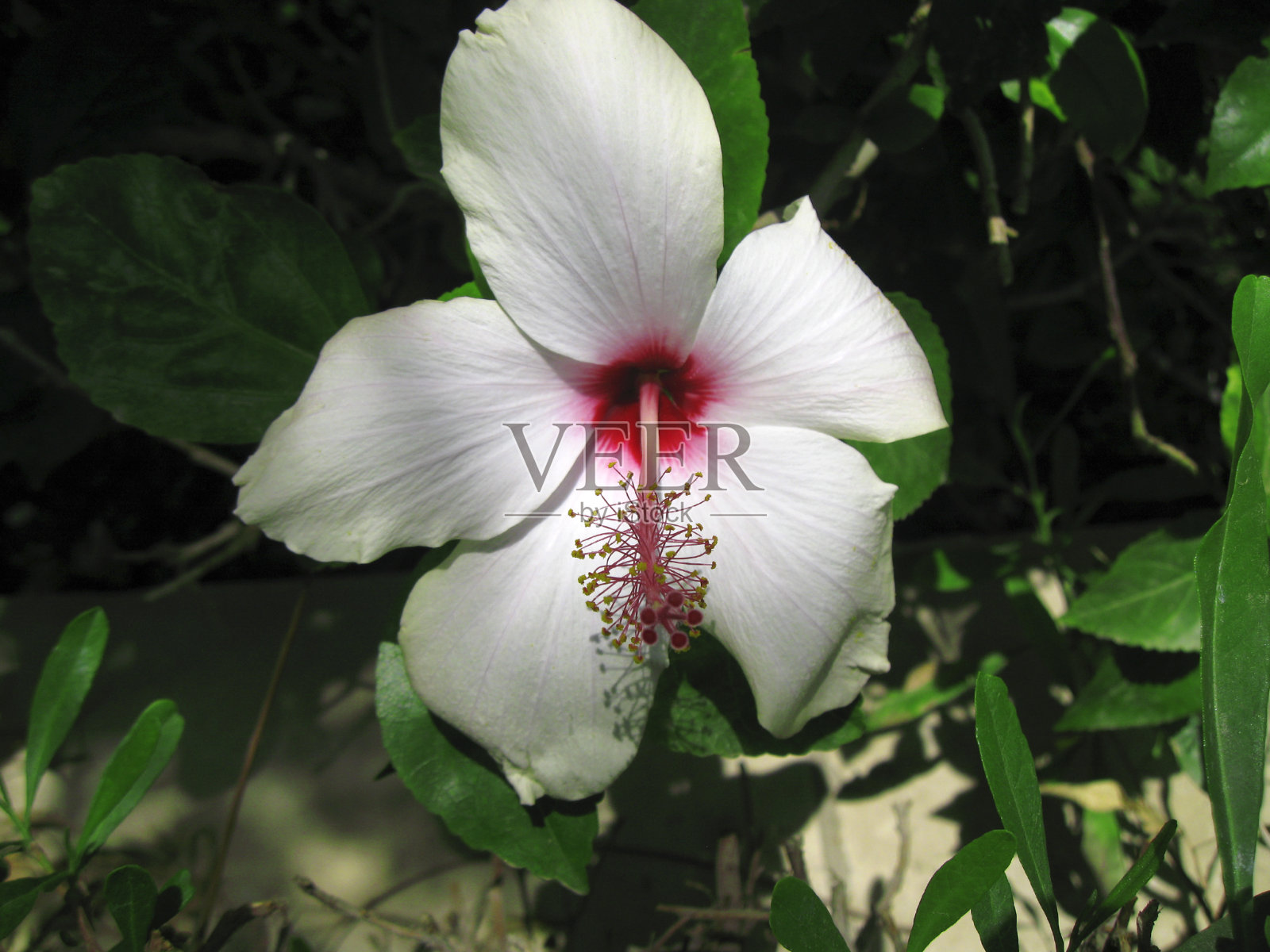白色的木槿盛开在夏季的田野上照片摄影图片