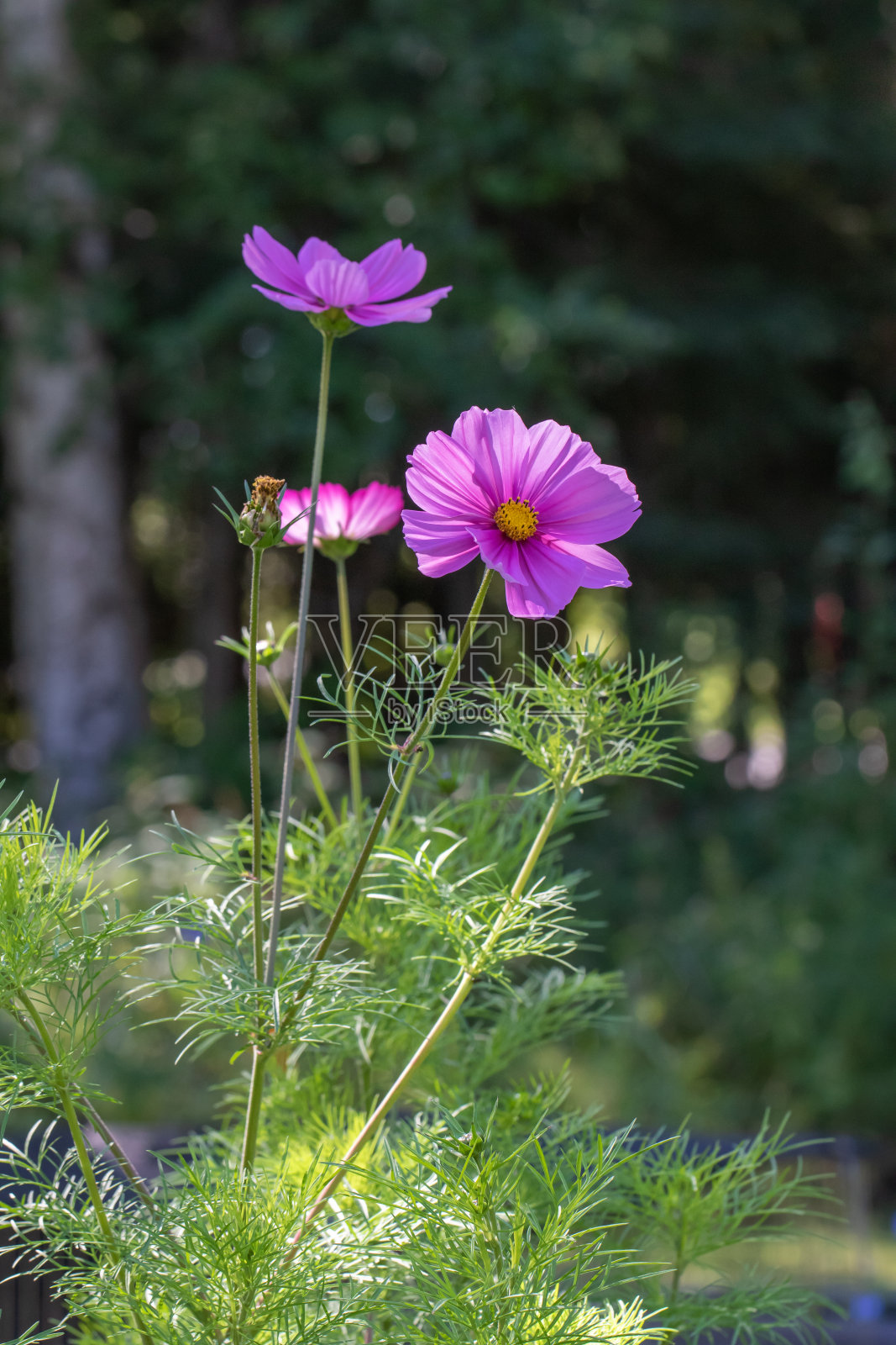 阿拉斯加的宇宙花盛开照片摄影图片