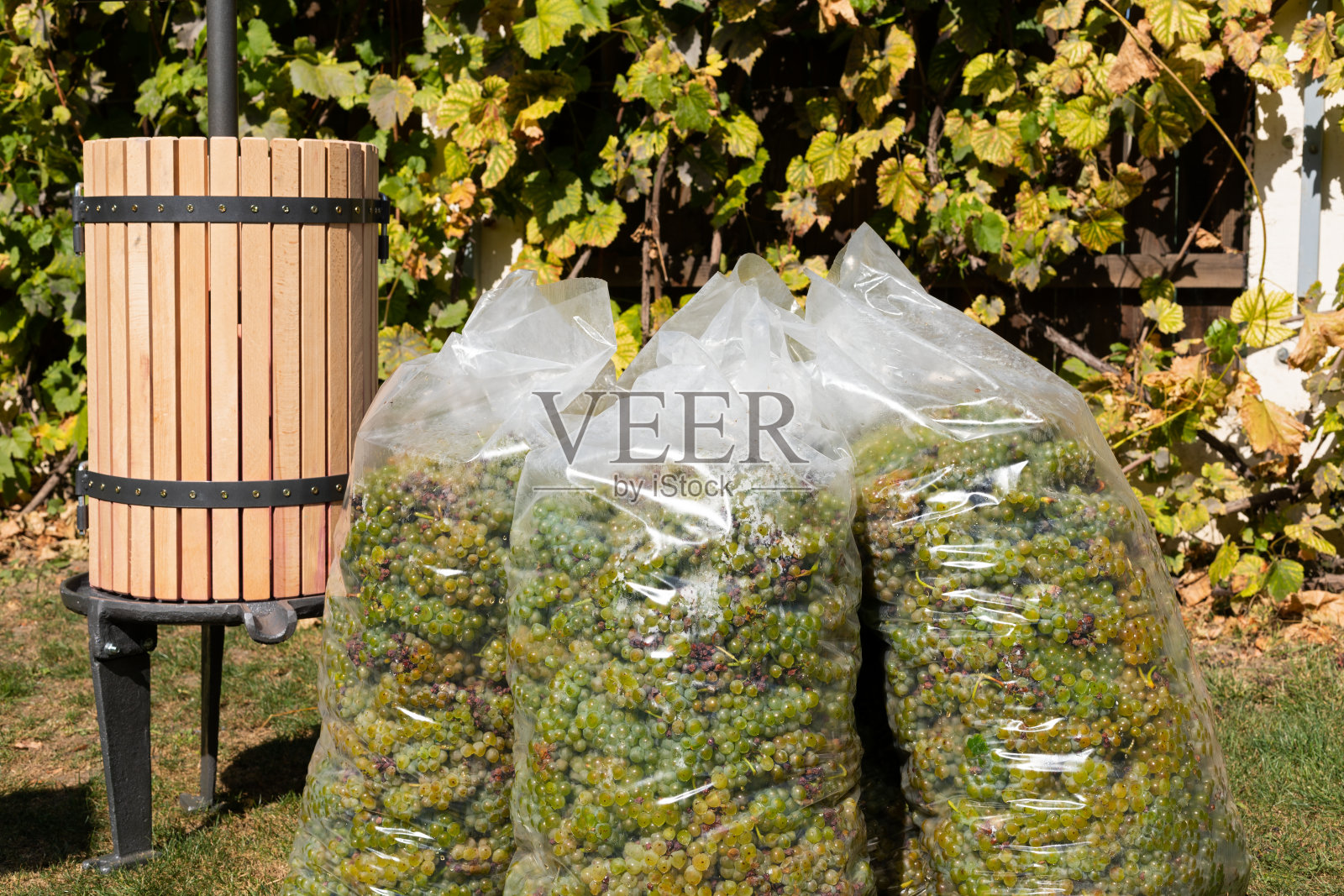 葡萄收获照片摄影图片