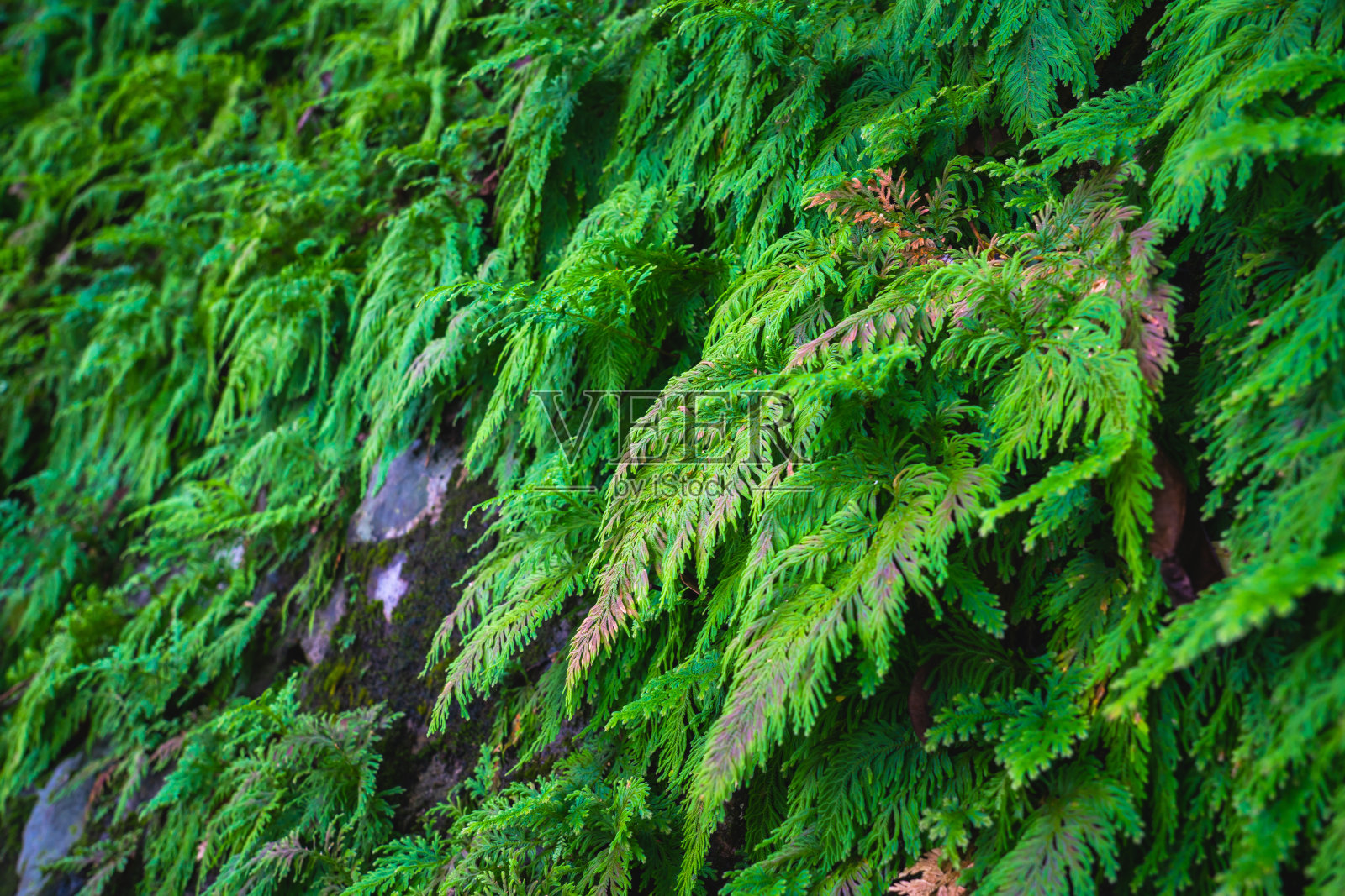 柏科(福建柏科)墙上照片摄影图片