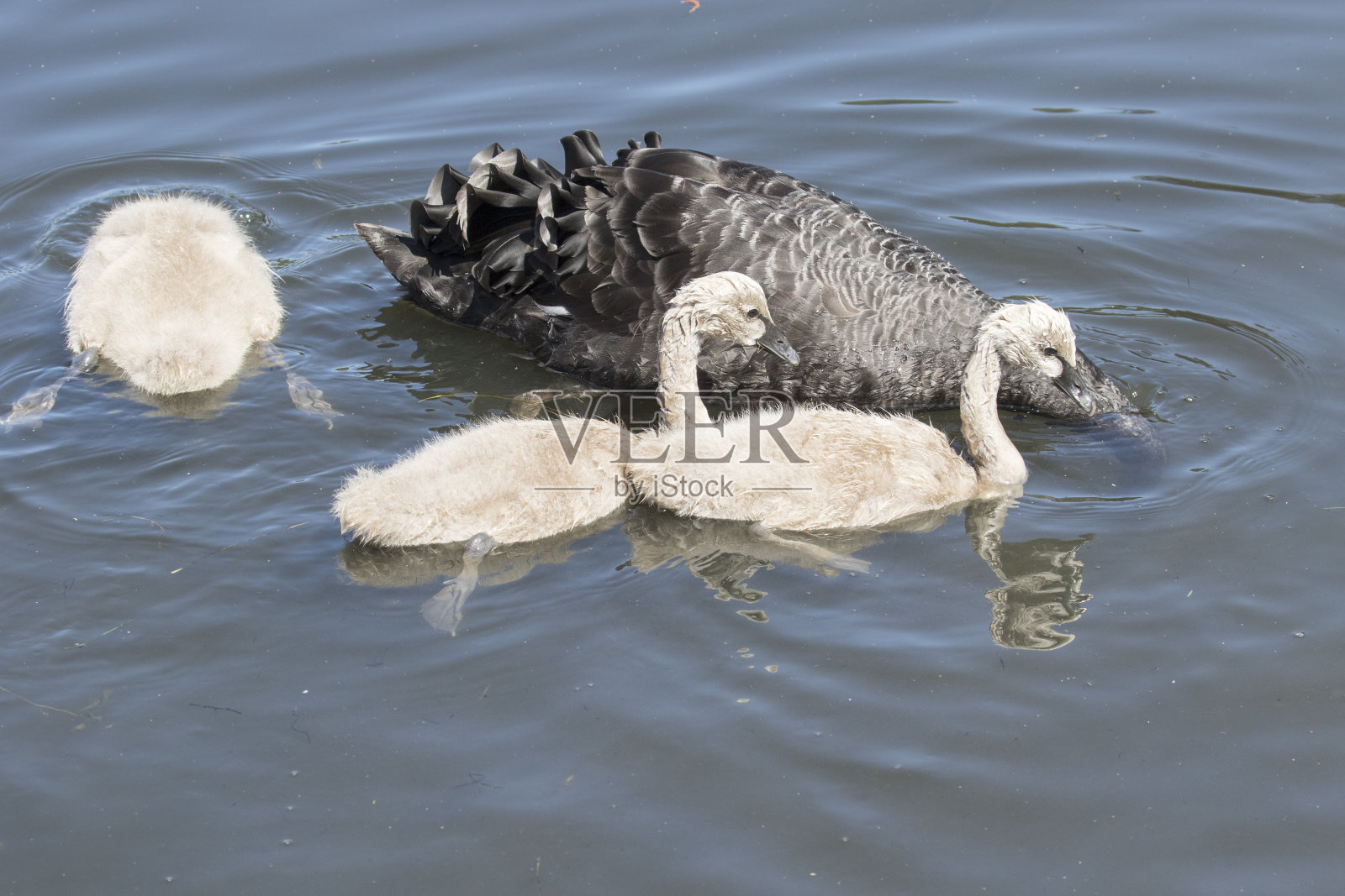 黑天鹅照片摄影图片