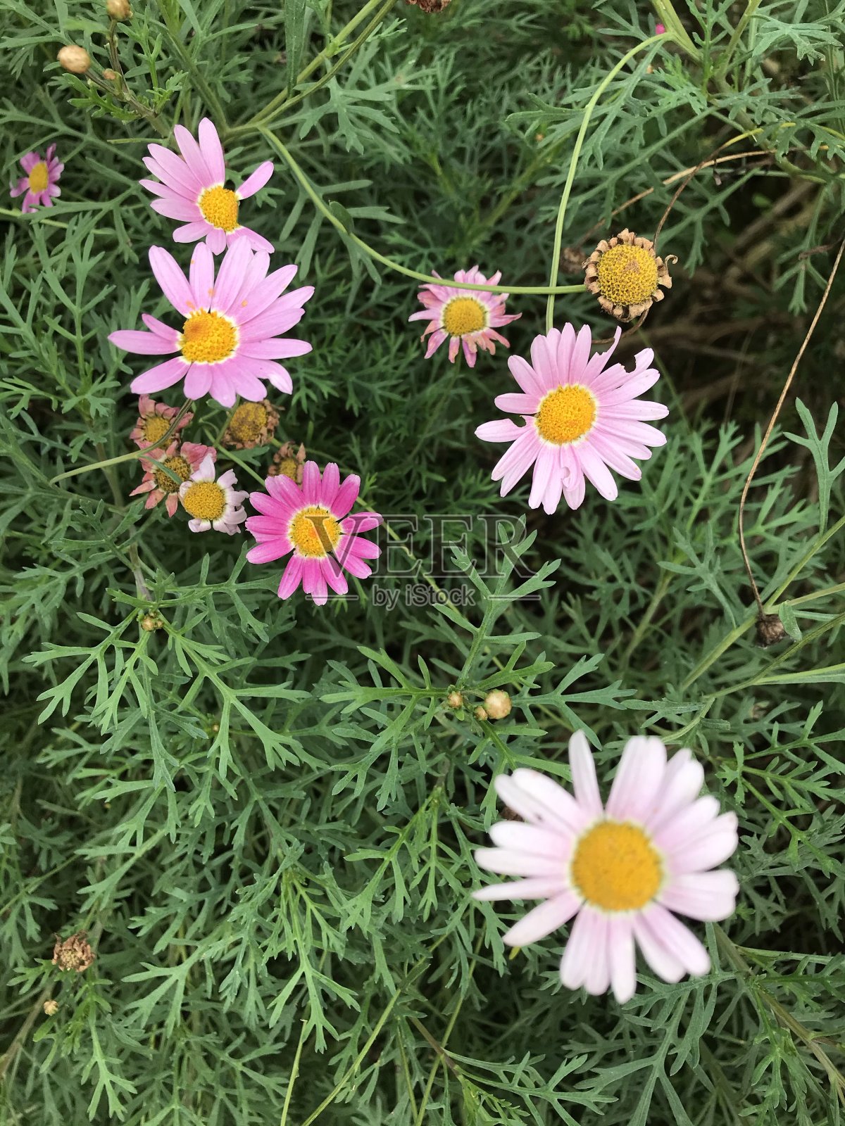 蝴蝶农场照片摄影图片