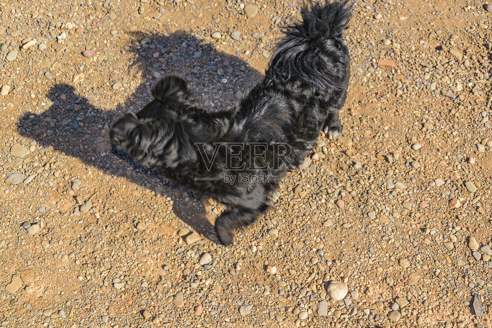 顶视图黑狗在地面上照片摄影图片