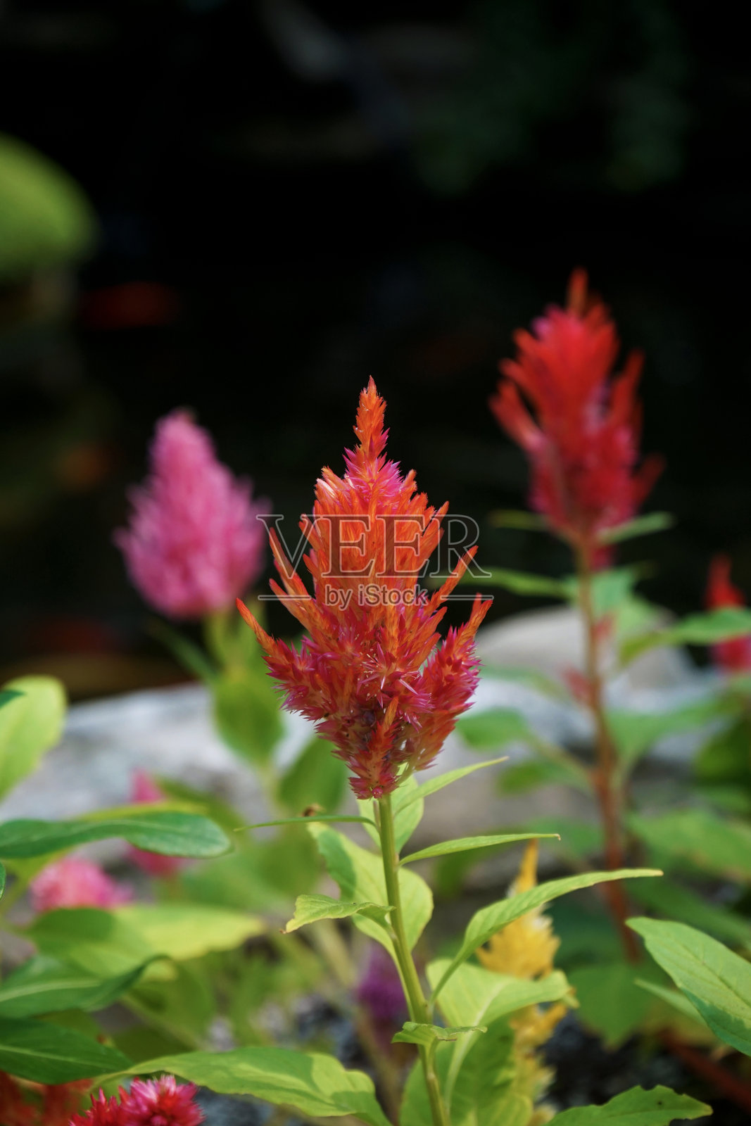 一条色彩鲜艳的花照片摄影图片