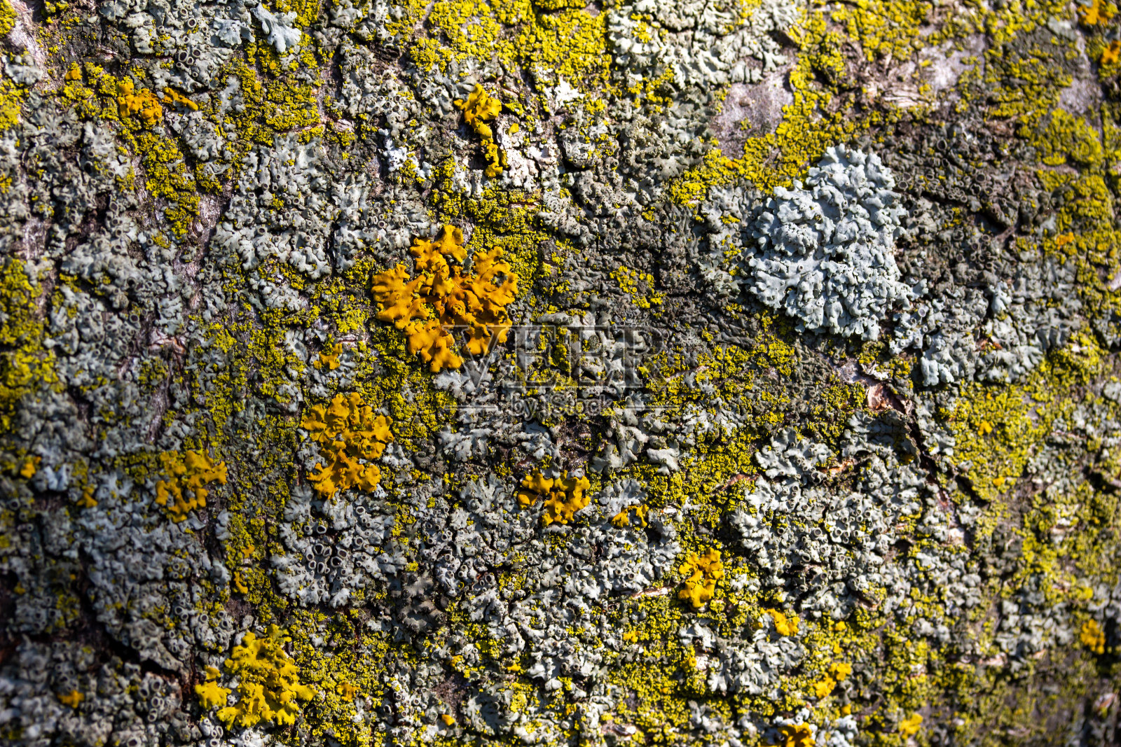 树皮上地衣和苔藓的宏观纹理背景照片摄影图片