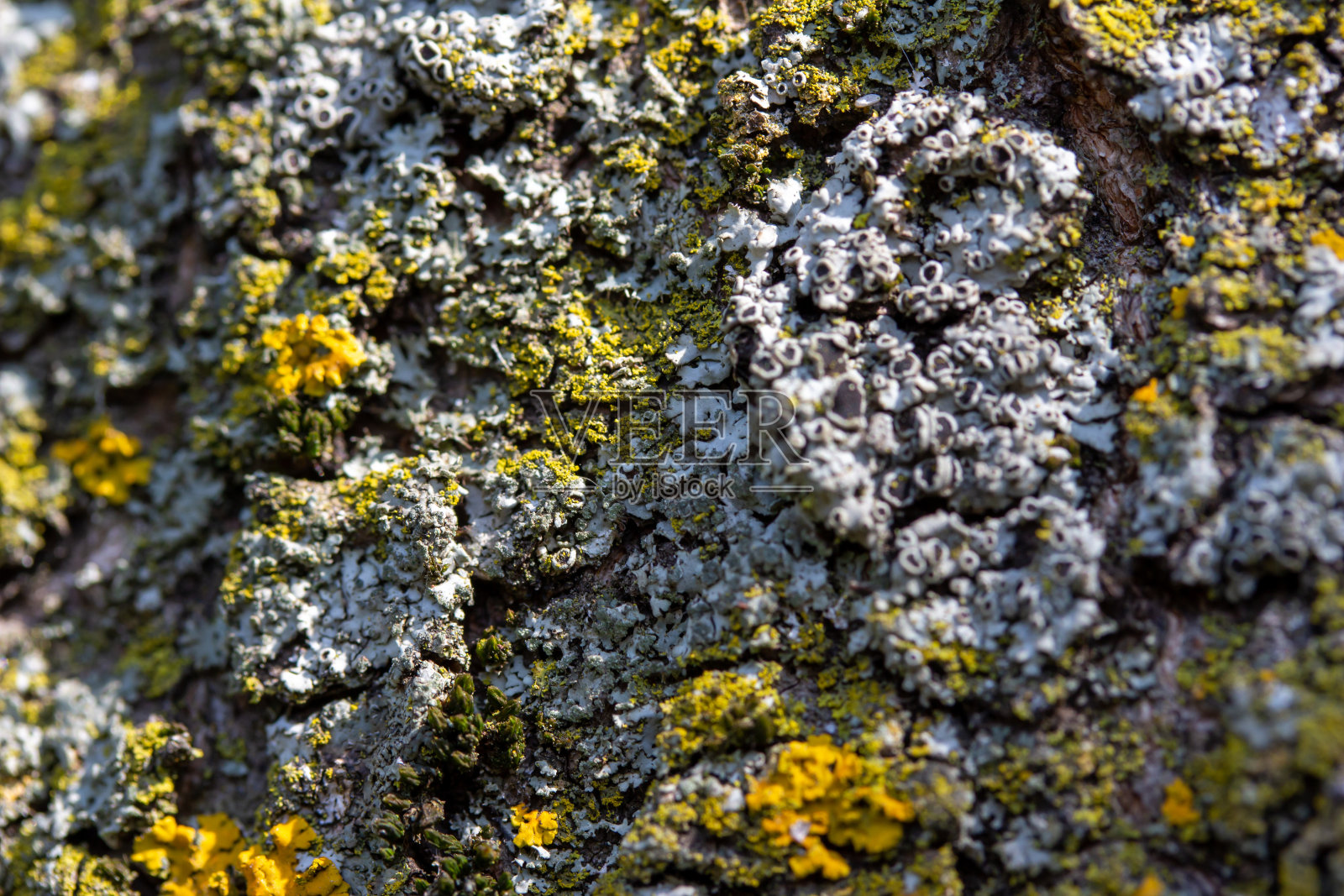 树皮上地衣和苔藓的宏观纹理背景照片摄影图片