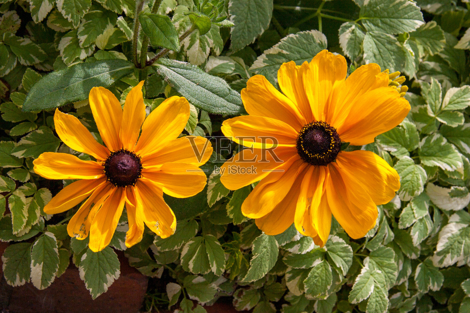 克劳德蒙特的花园照片摄影图片