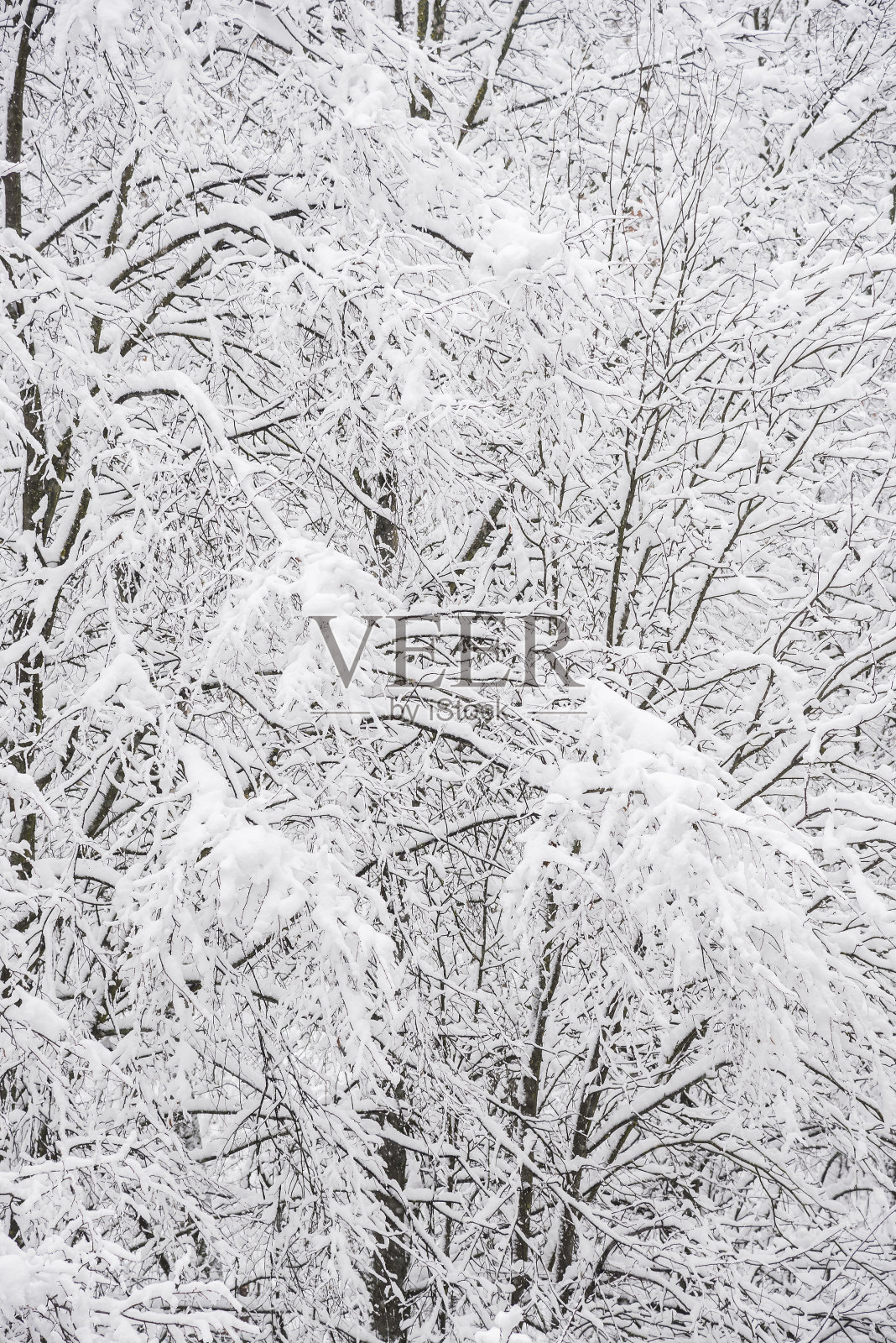 雪覆盖的树木照片摄影图片