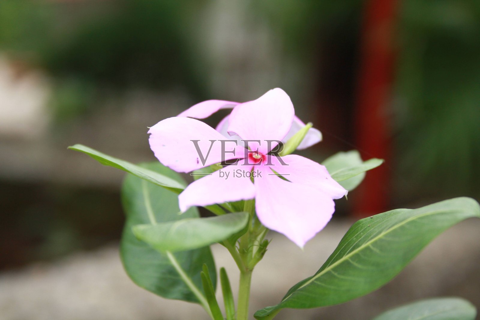 印度的花照片摄影图片