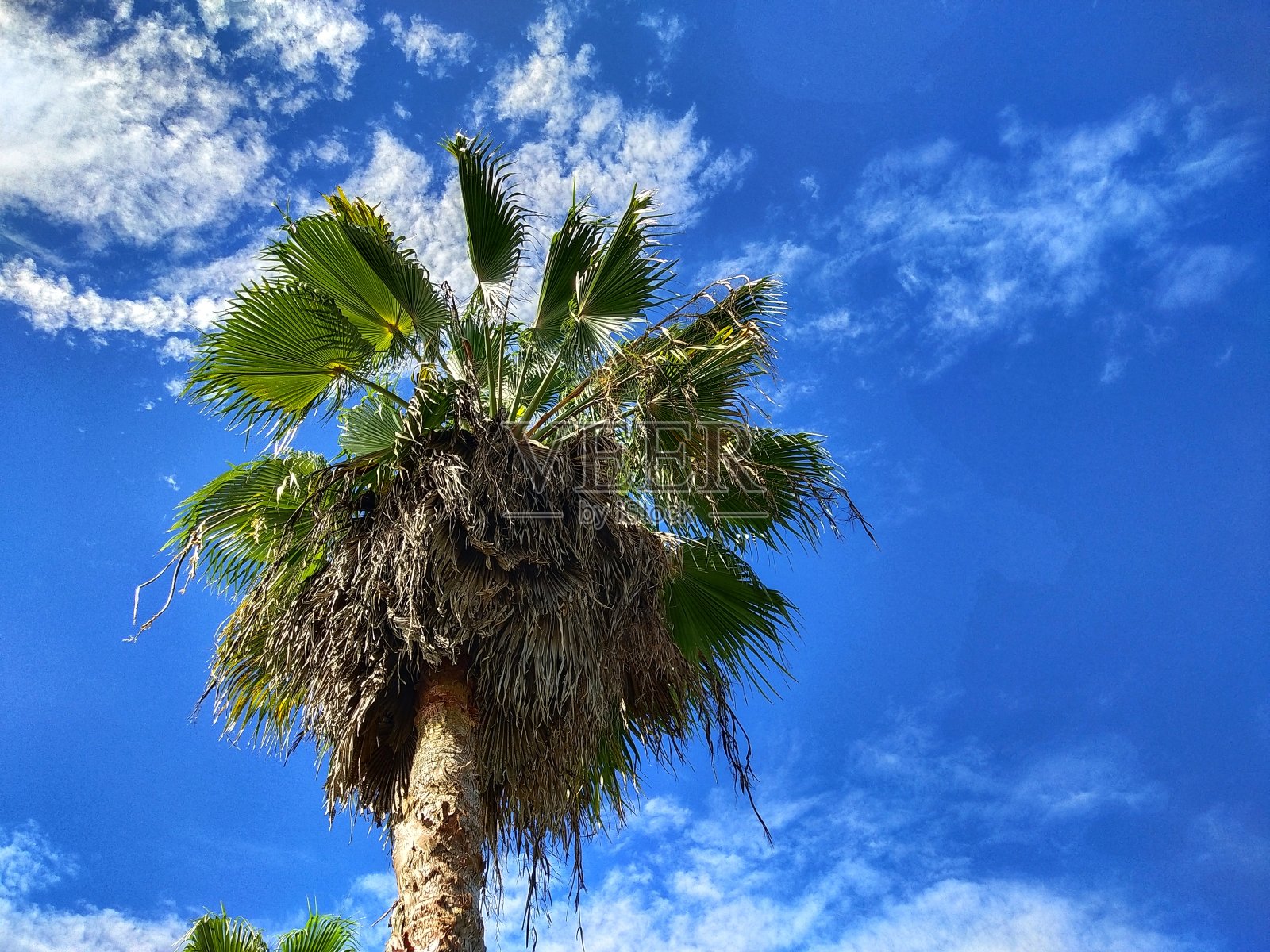 棕榈树和蓝天的背景。照片摄影图片