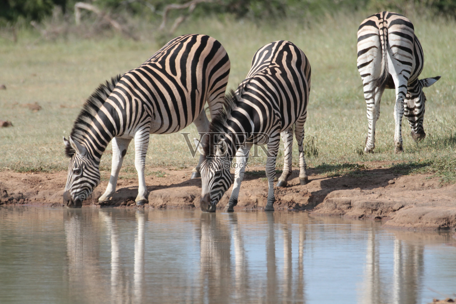 南非荆棘丛自然保护区的斑马照片摄影图片