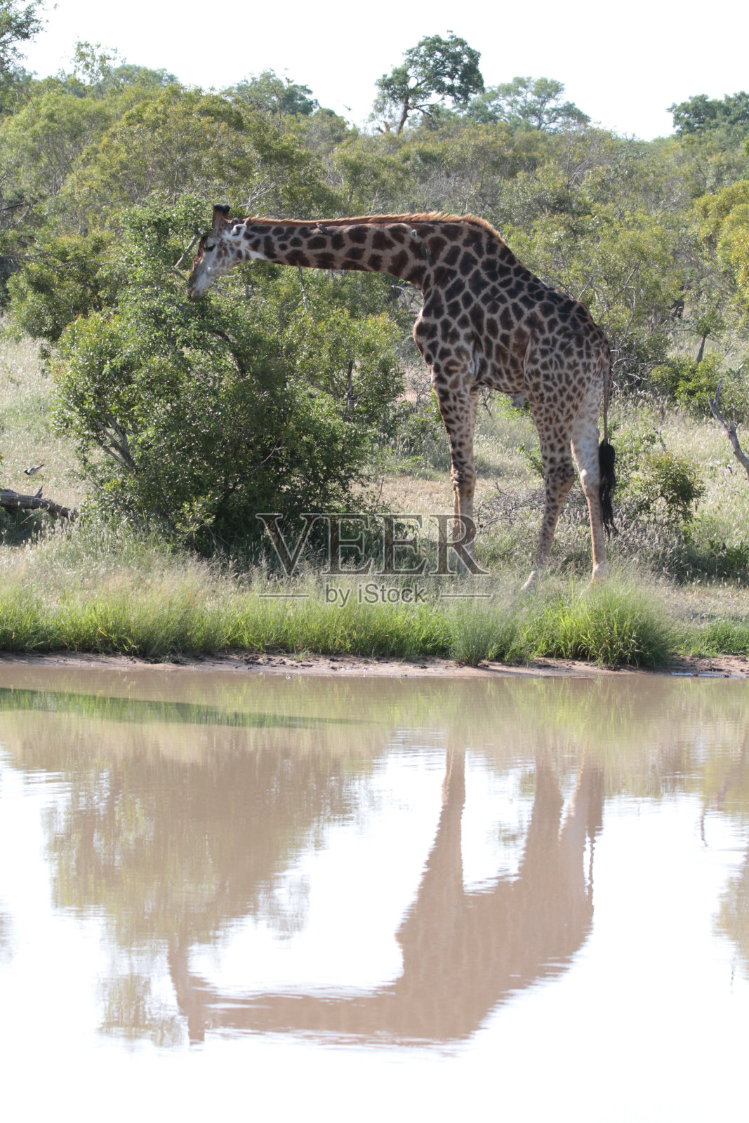 南非荆棘丛自然保护区的长颈鹿照片摄影图片