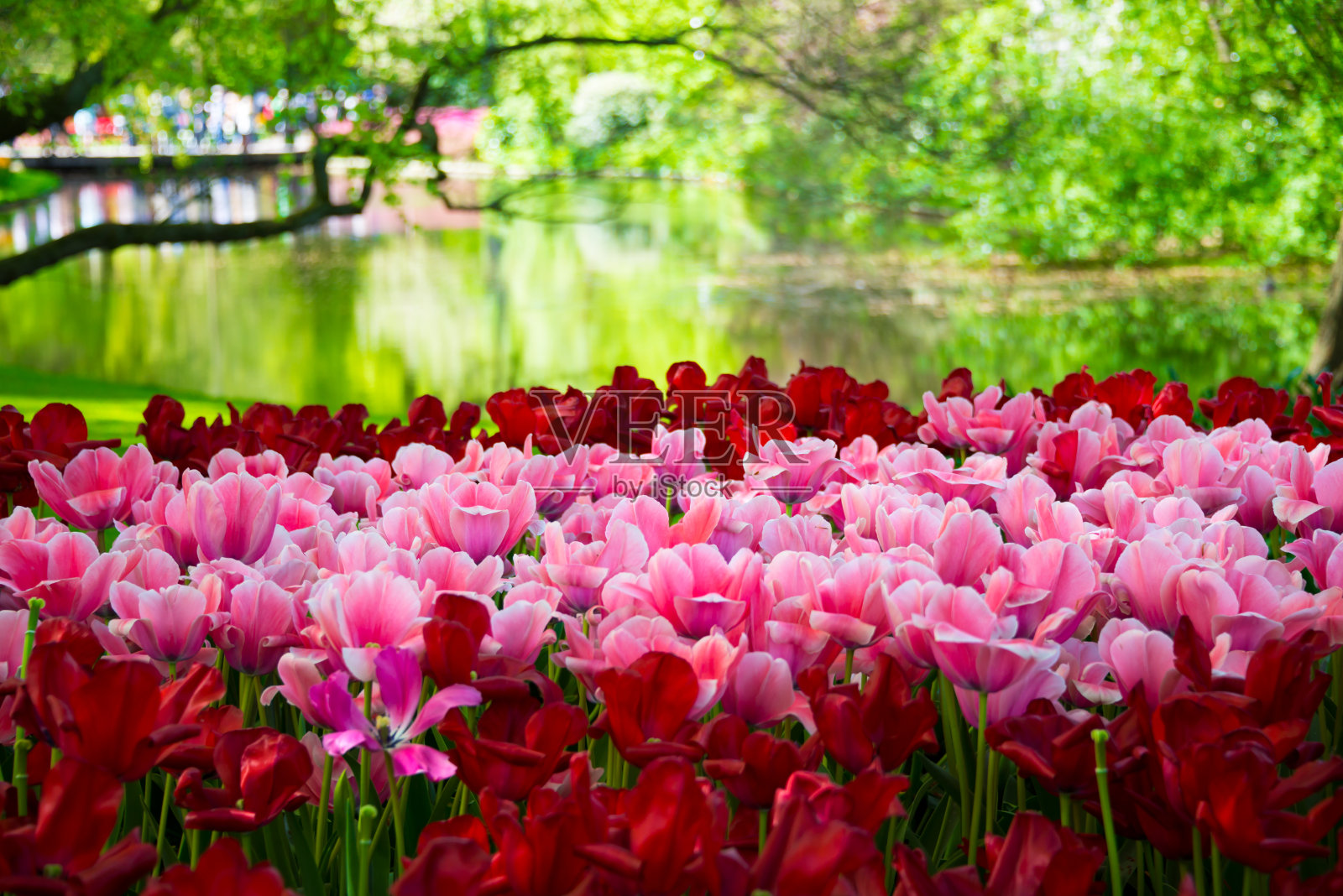 花园里盛开着美丽的郁金香。春暖花开照片摄影图片