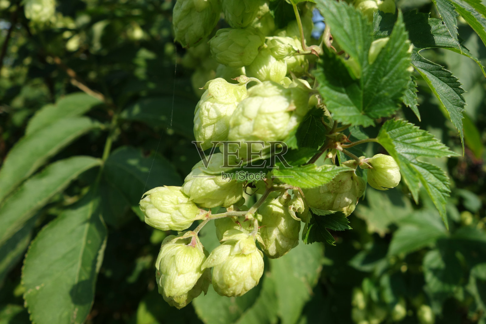 在自然条件下种植啤酒花。照片摄影图片