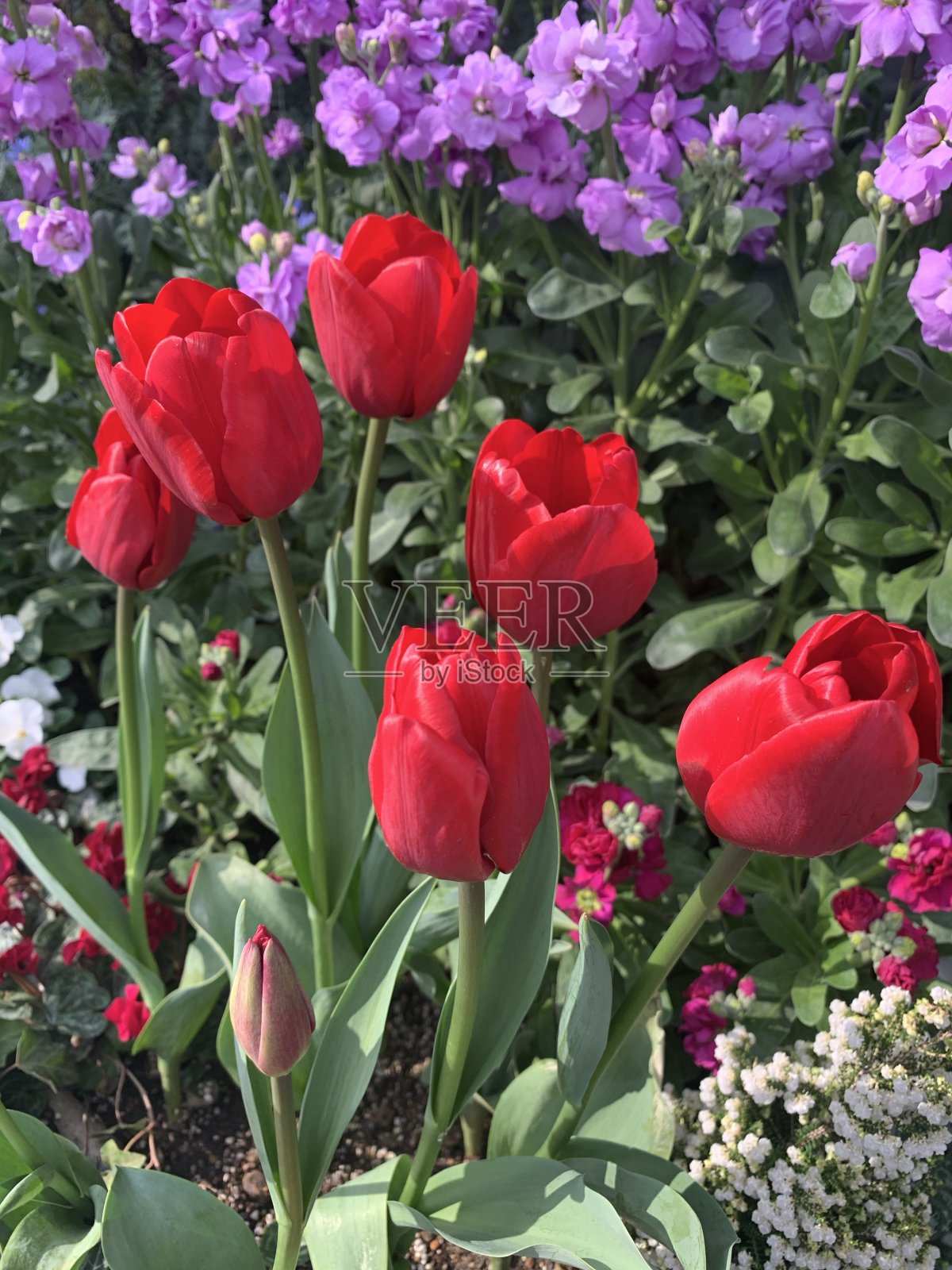 吸引了鲜花照片摄影图片