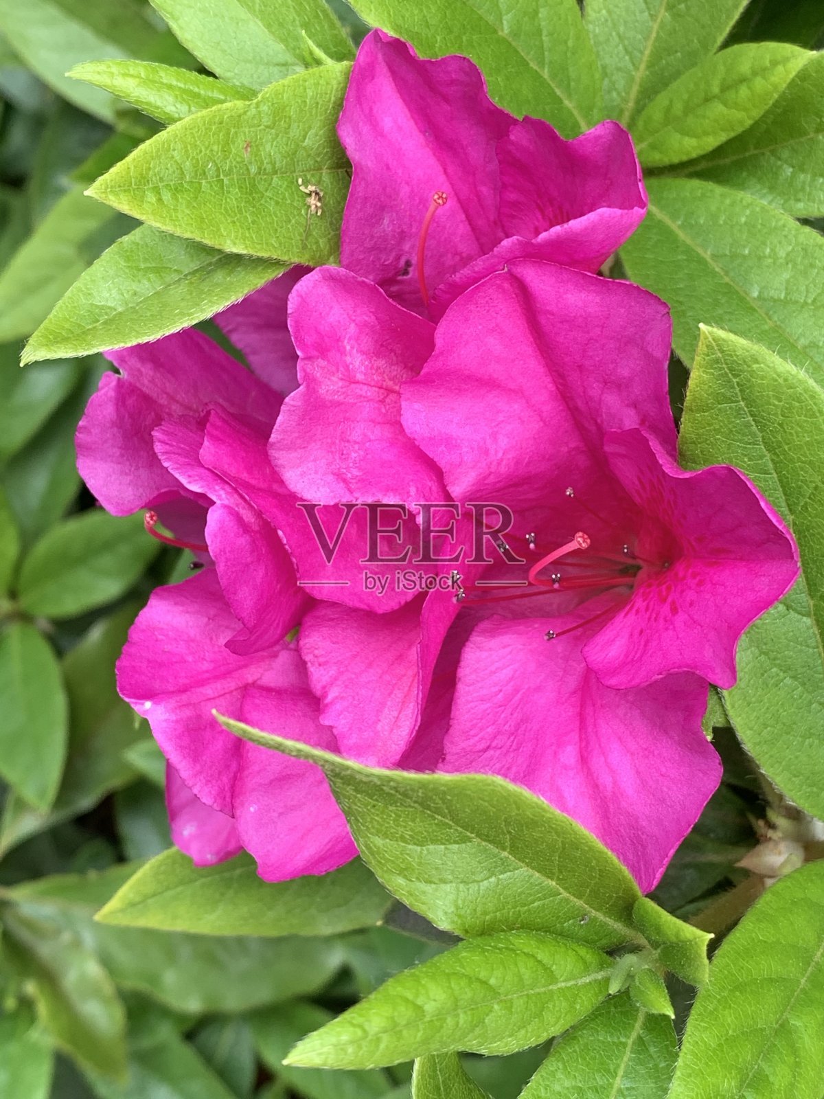 吸引了鲜花照片摄影图片