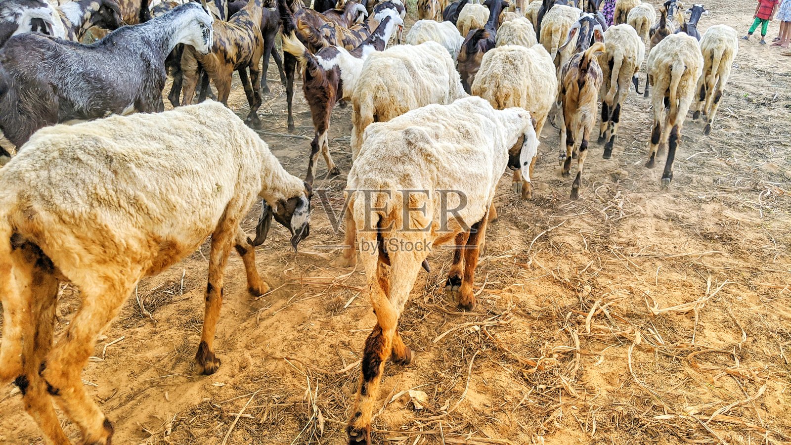 山羊和小娃儿在草地上，印第安山羊、绵羊成群地吃着茂盛的草。照片摄影图片