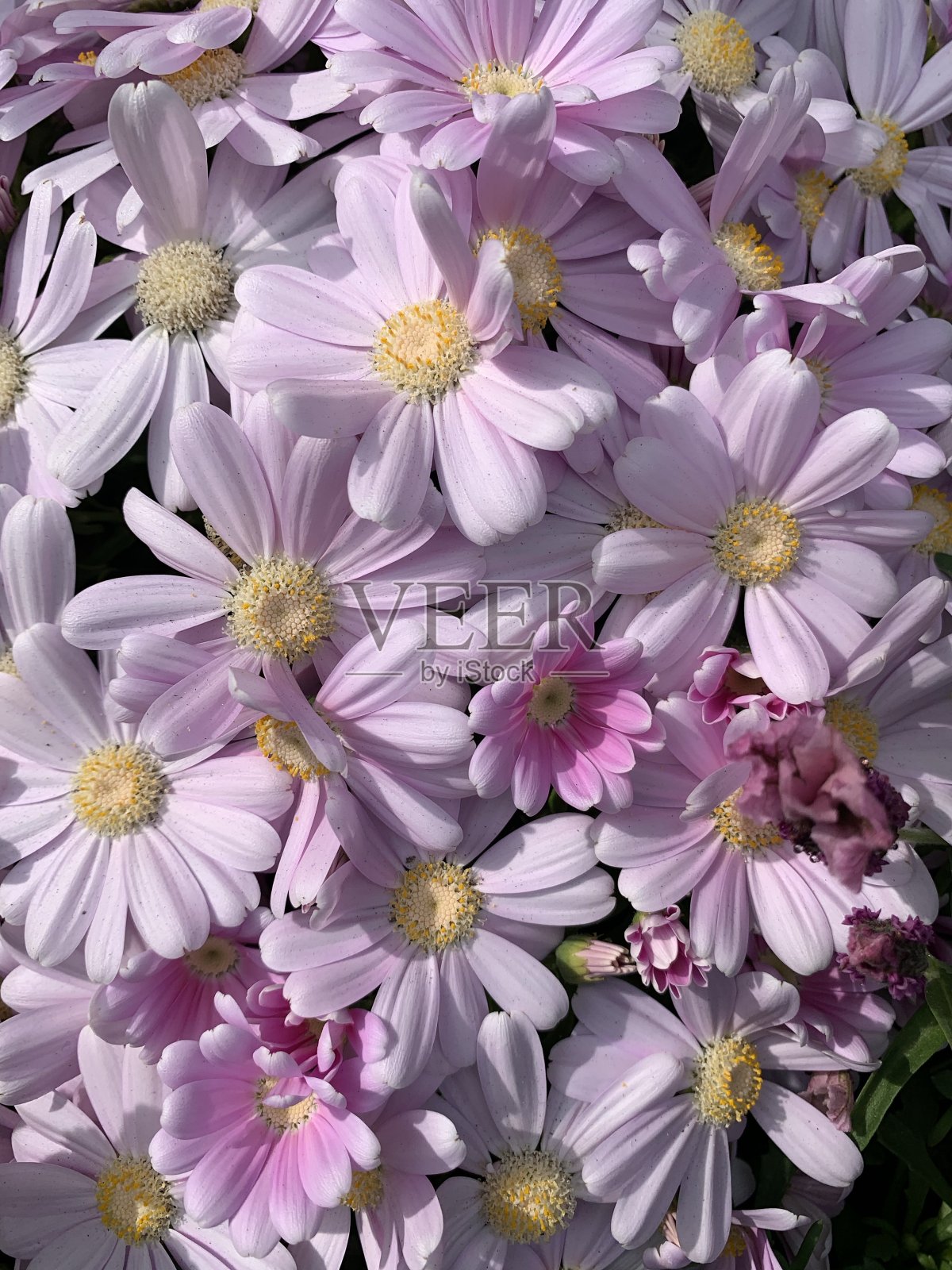 吸引了鲜花照片摄影图片