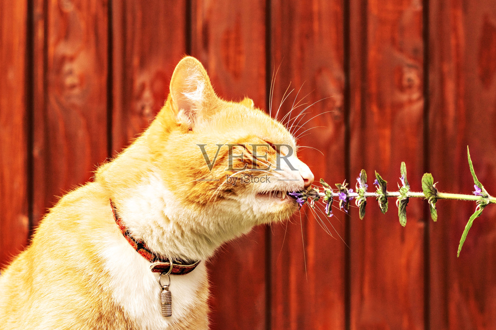 戴着项圈的红猫望着远方照片摄影图片