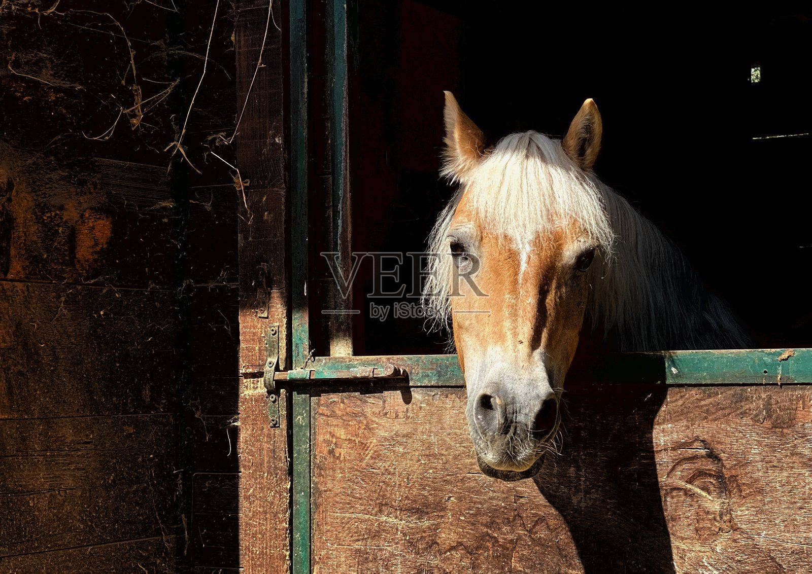 有趣的马照片摄影图片