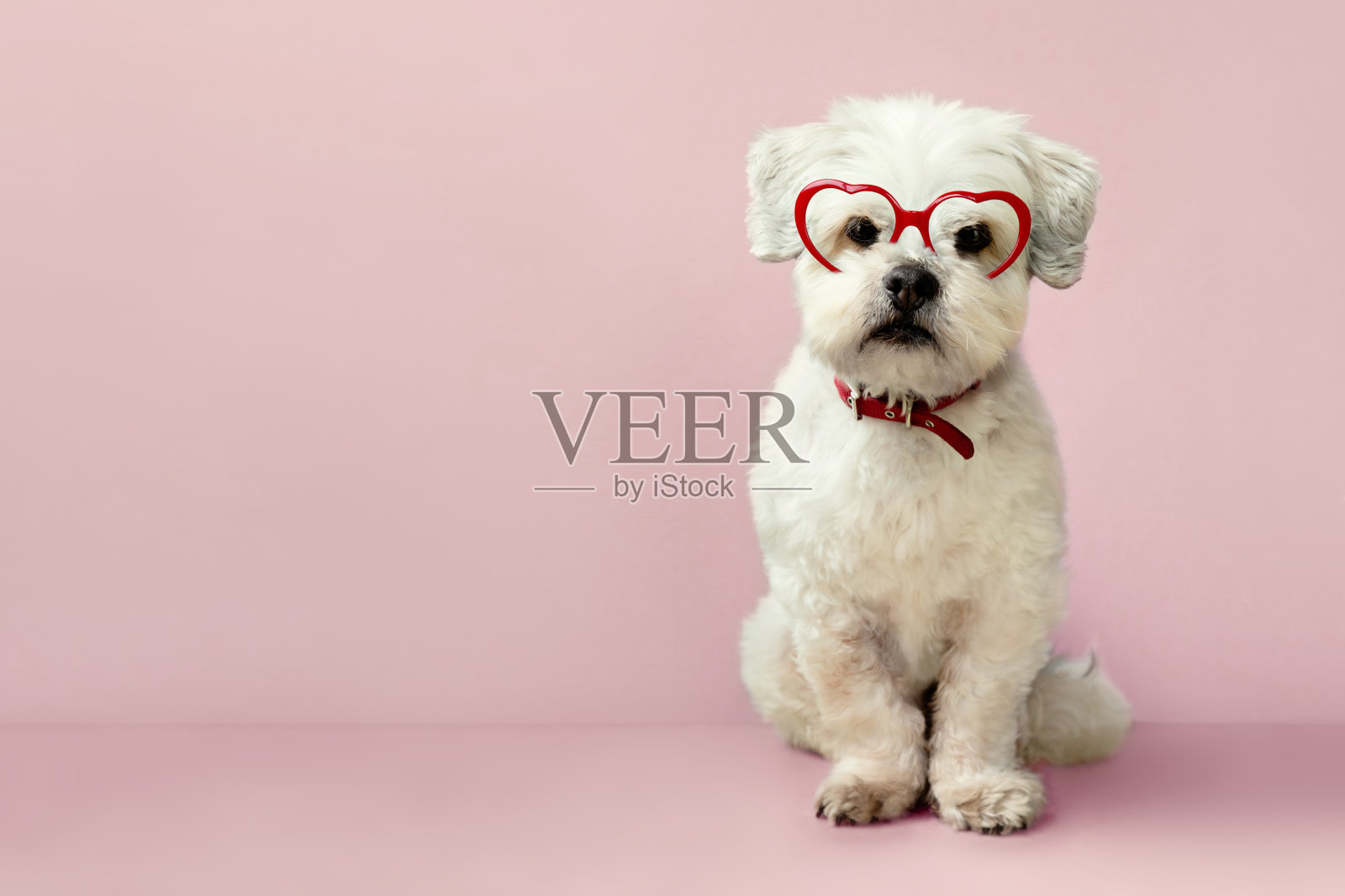 戴着心形眼镜的可爱小狗照片摄影图片