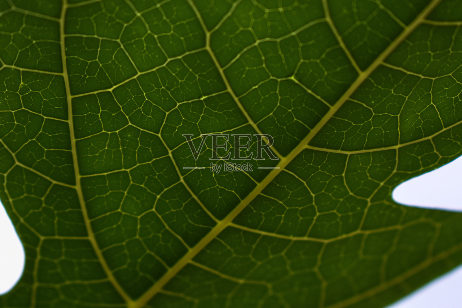 近距离微距拍摄的叶子和它的风格照片摄影图片