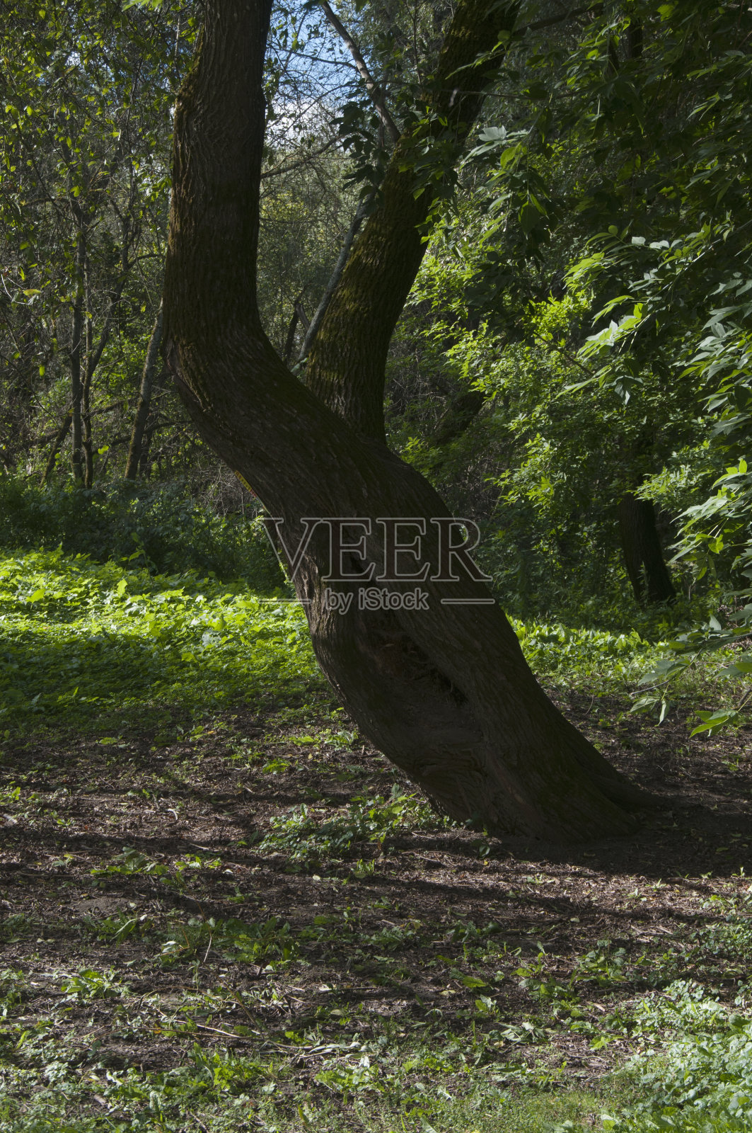 Polenovo公园景观照片摄影图片