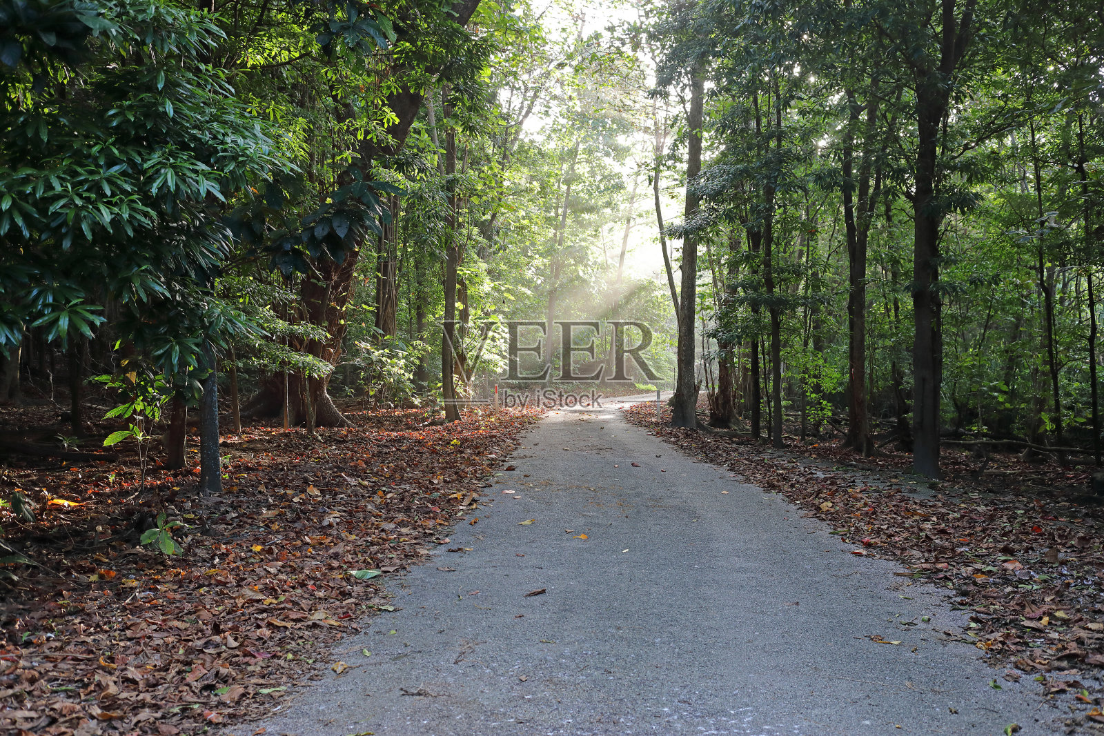 穿过圣诞岛森林的道路照片摄影图片