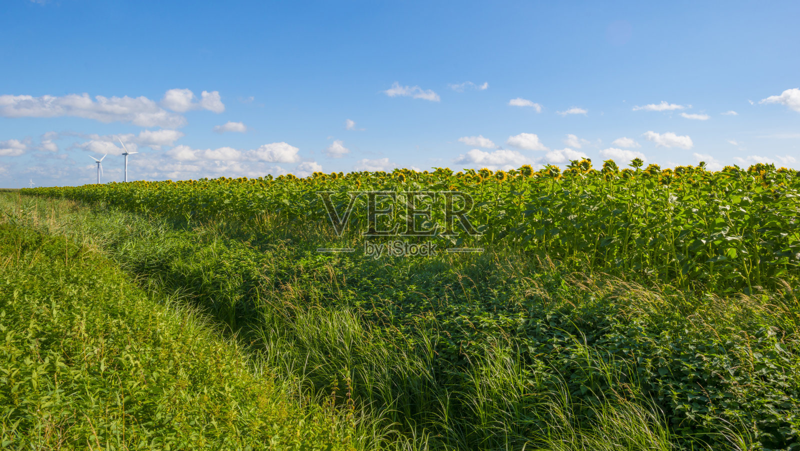在秋天的阳光下，向日葵生长在绿色的草地上照片摄影图片