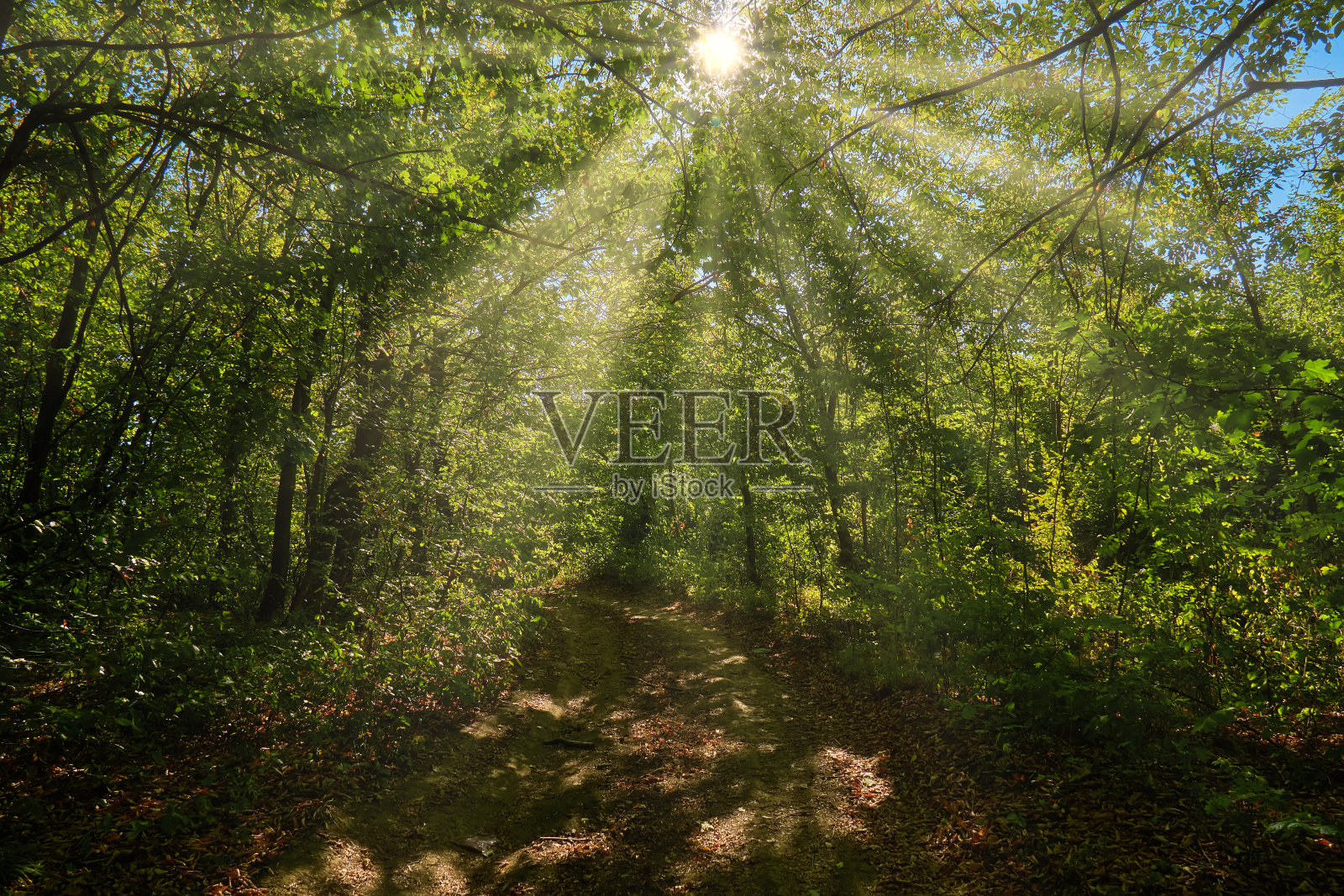 秋天的森林景色与射线温暖的光照亮了金色的树叶和通往现场的小路照片摄影图片