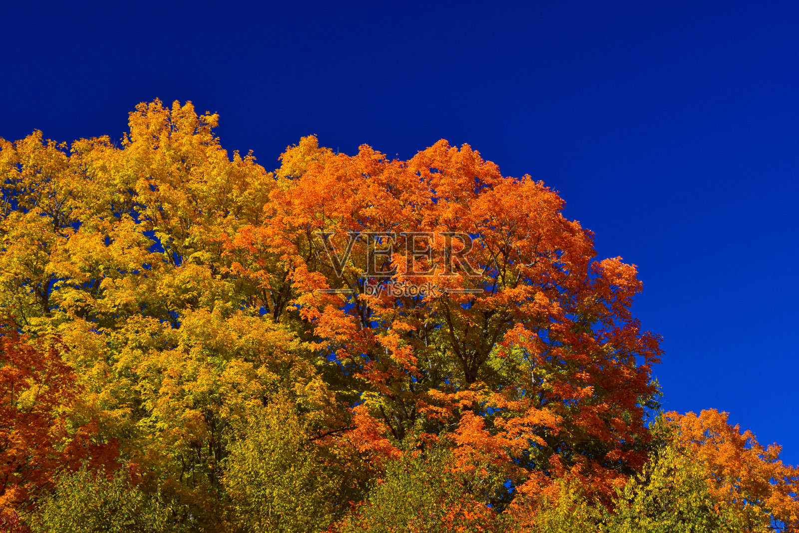 加拿大森林的秋色，照片摄影图片