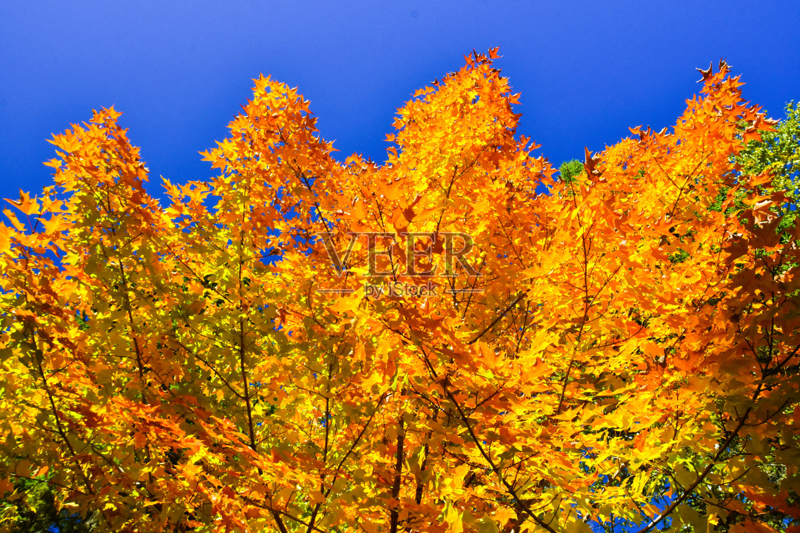 加拿大森林的秋色，照片摄影图片