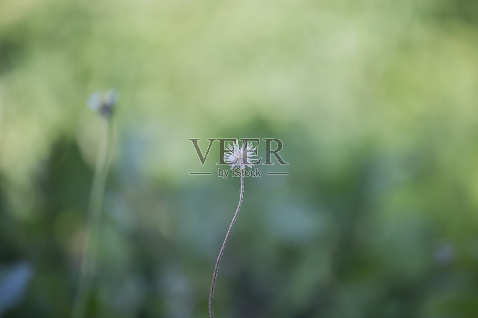 路边的一朵小花照片摄影图片