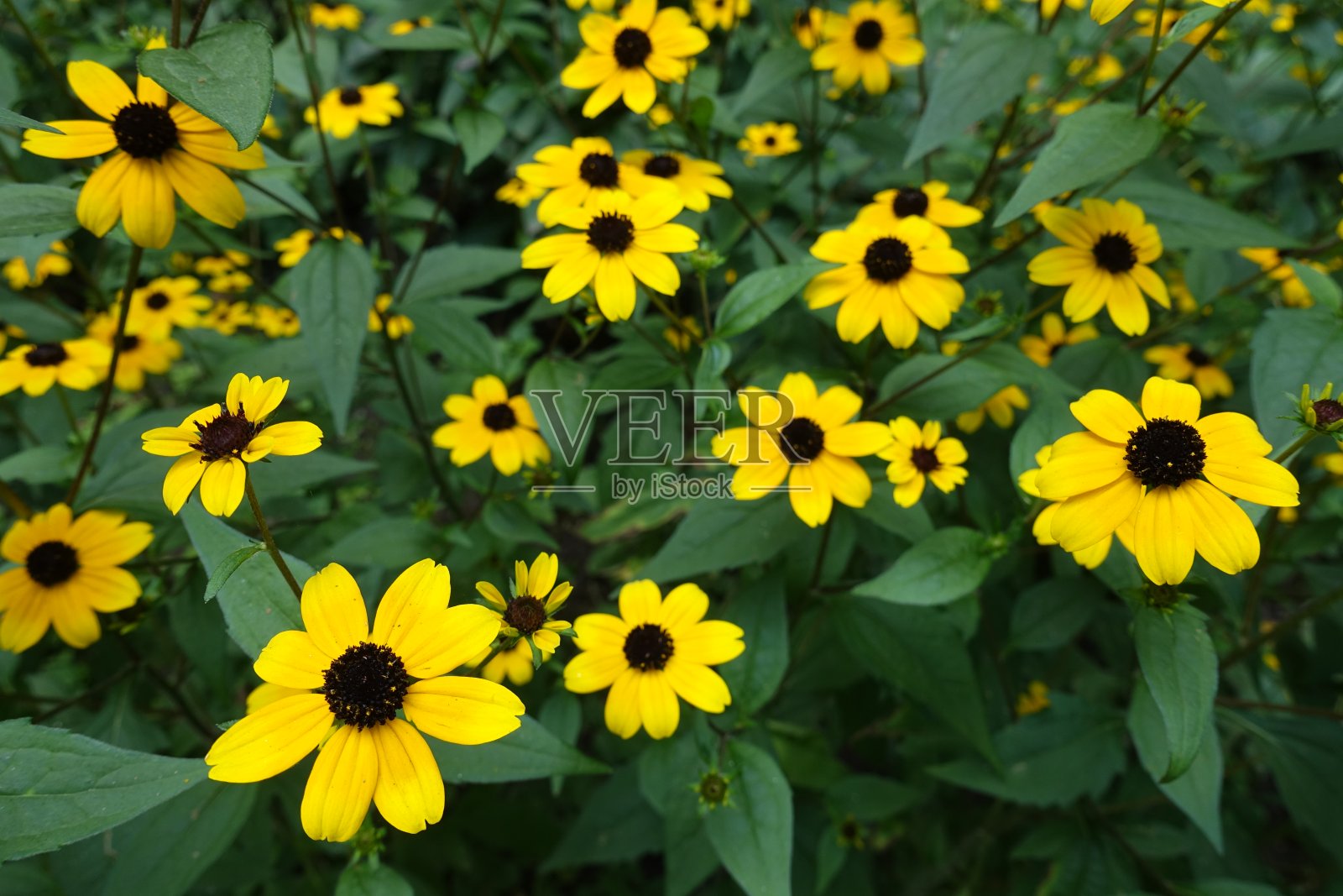 8月份三叶草叶绿，花黄照片摄影图片