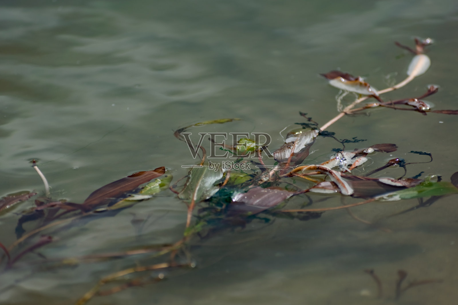 五颜六色的水藻在河里don。在水下，靠近岸边的落叶植物，叶子有绿色、栗色和棕色，照片摄影图片