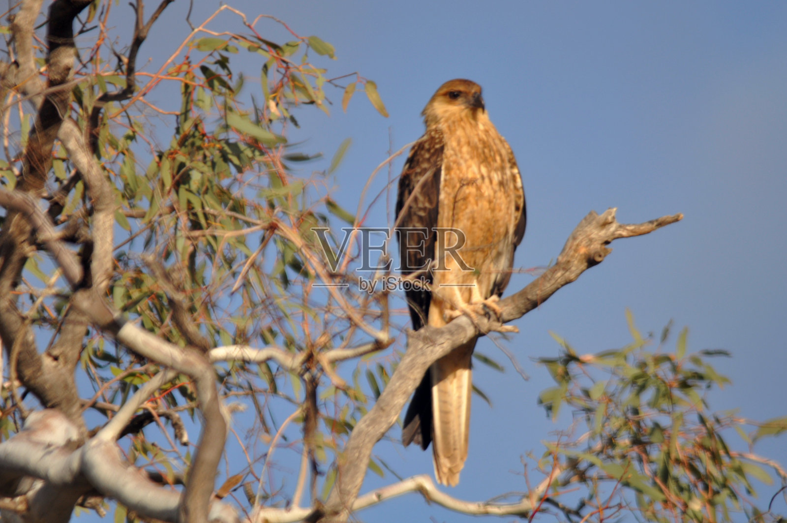 一只吹着口哨的风筝高高地栖息在树上照片摄影图片