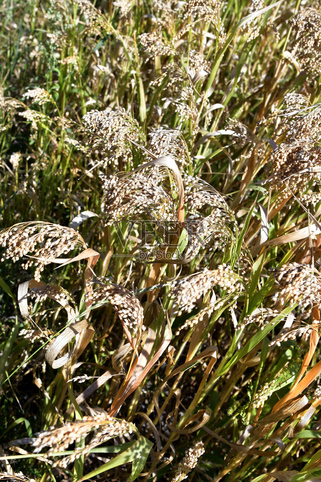 农业、高粱照片摄影图片