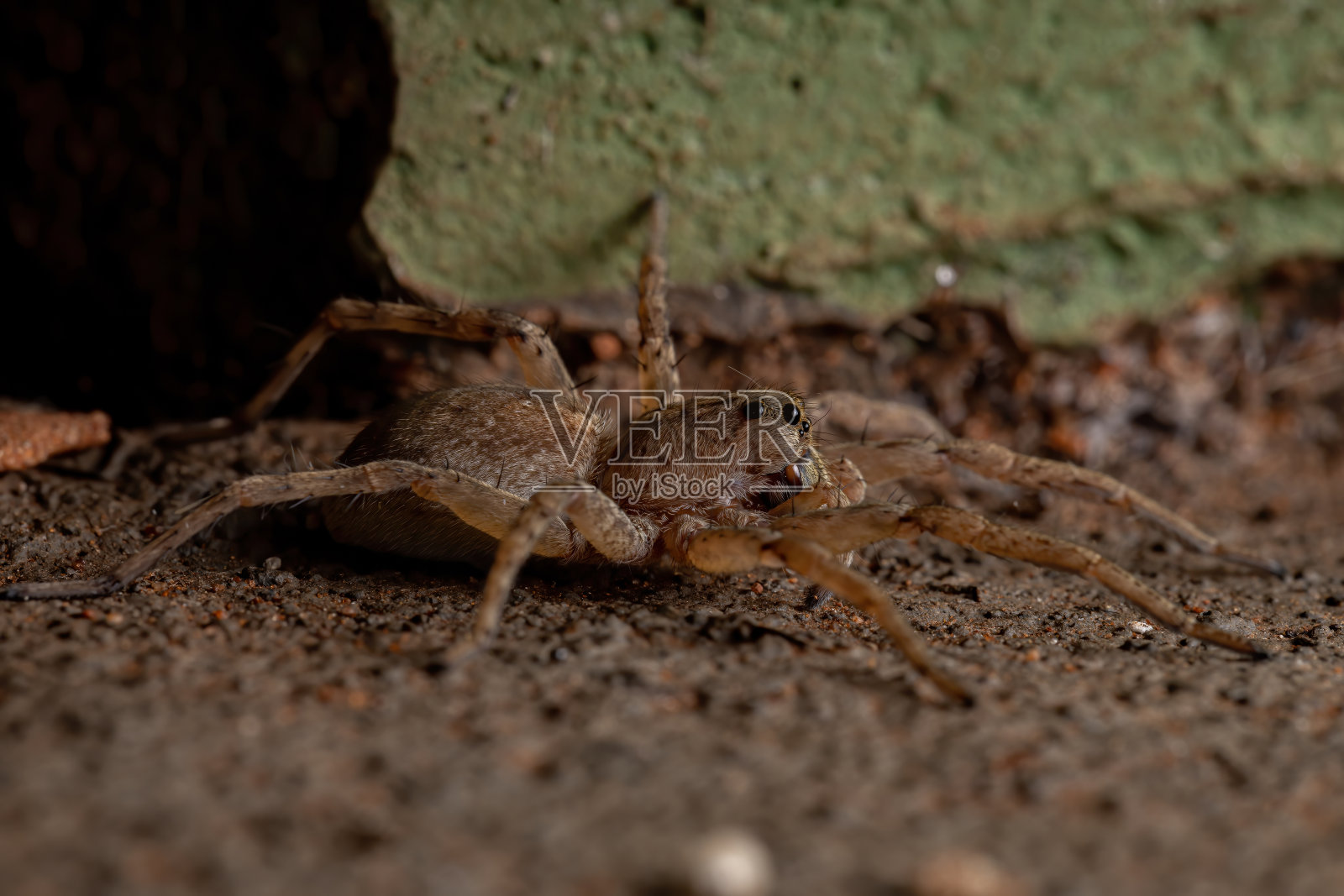 狼蛛照片摄影图片