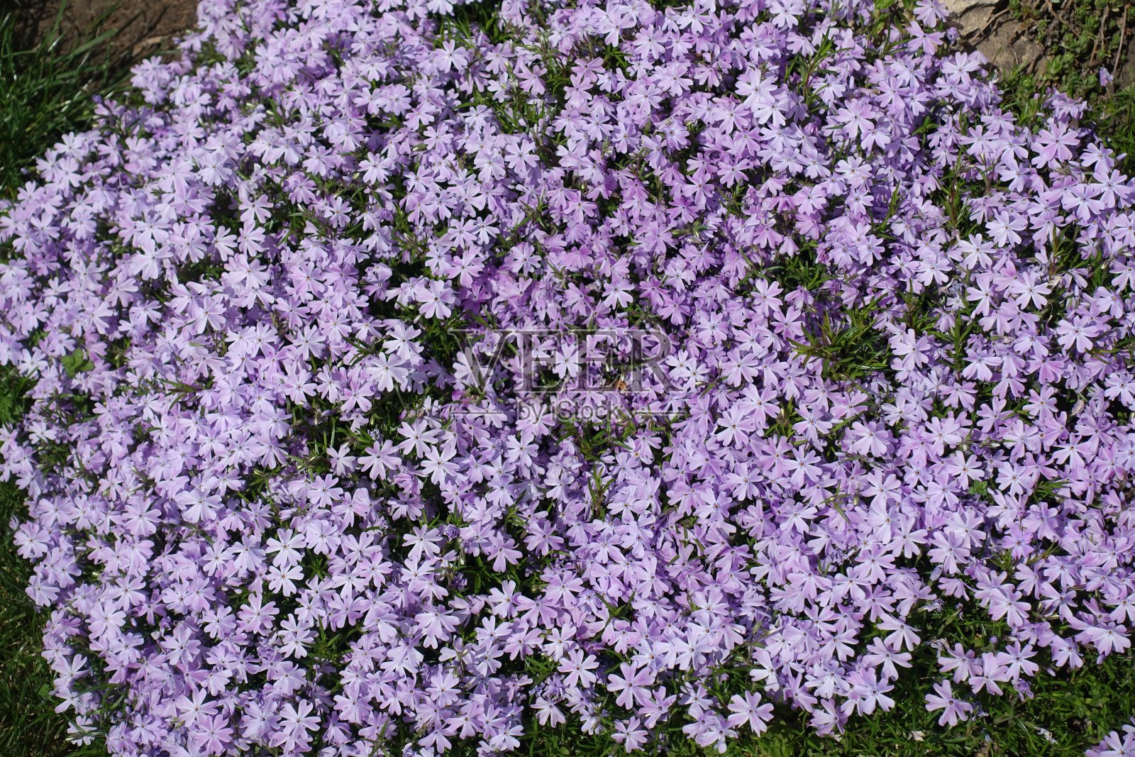 紫夹竹桃花垫俯视图照片摄影图片
