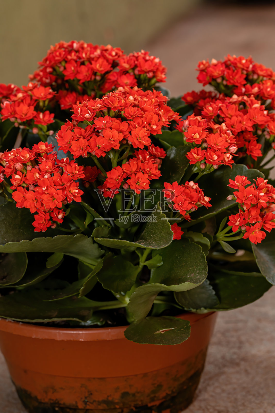 燃烧的凯蒂照片摄影图片